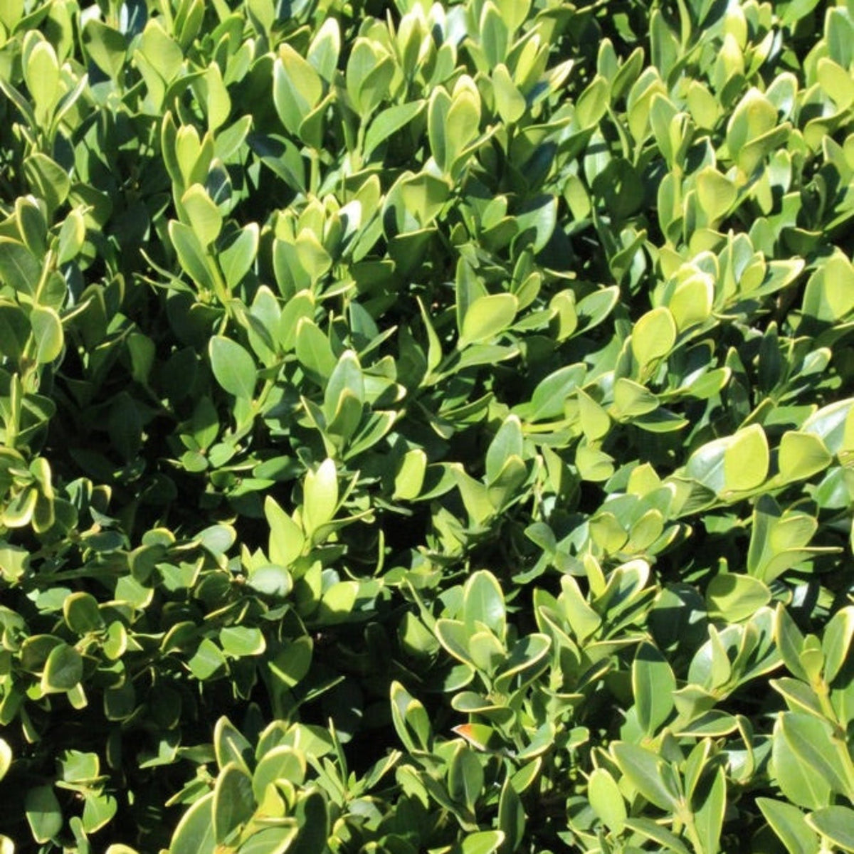 Green Velvet Boxwood – Rounded Evergreen Hedge Shrub