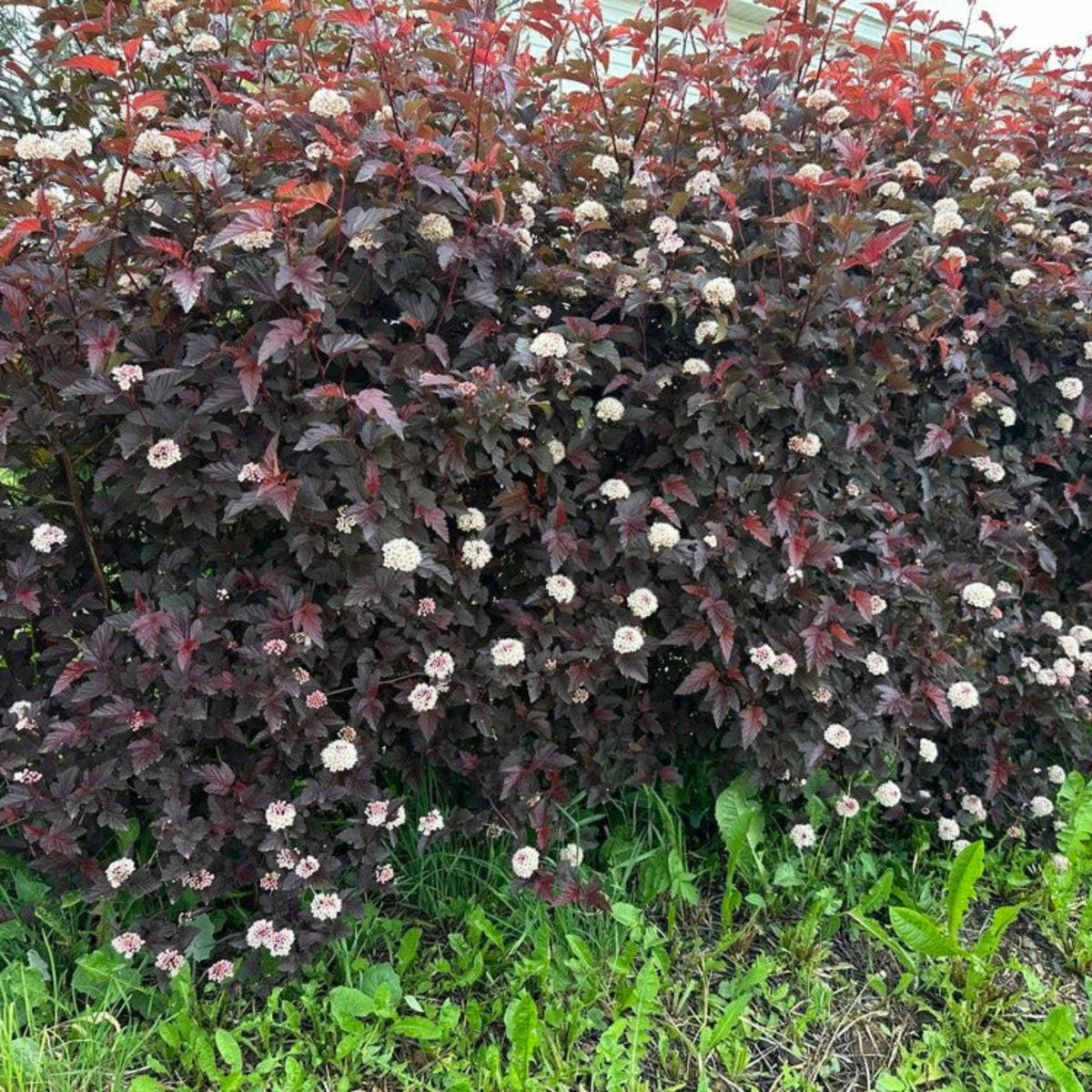 Summer Wine® Ninebark – Purple Foliage & White Flowers