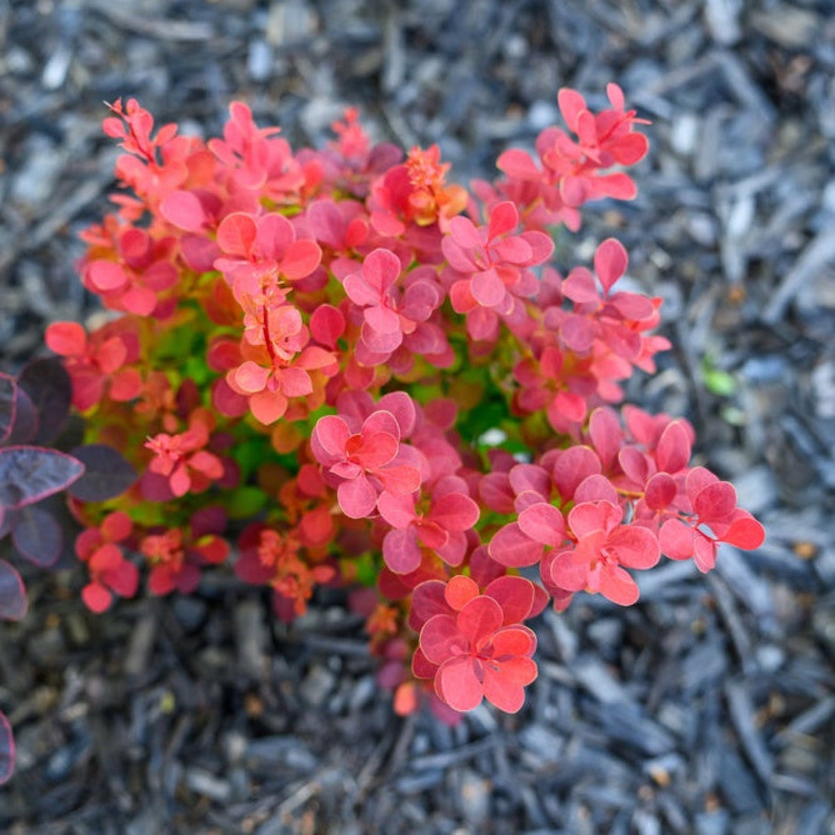 Orange Rocket Barberry – Upright Shrub with Coral Foliage