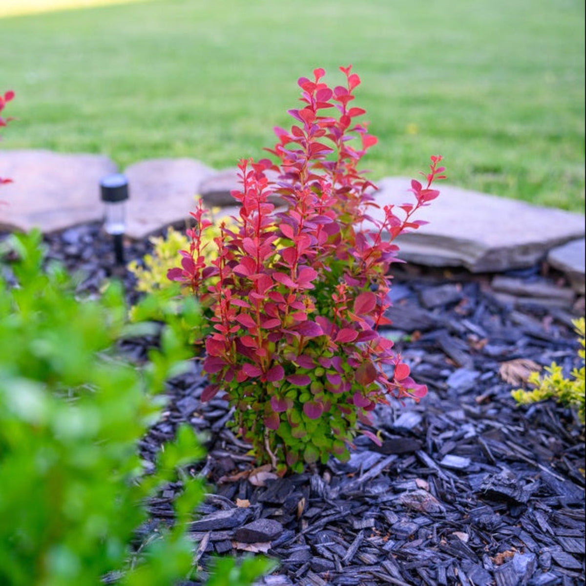 Orange Rocket Barberry – Upright Shrub with Coral Foliage