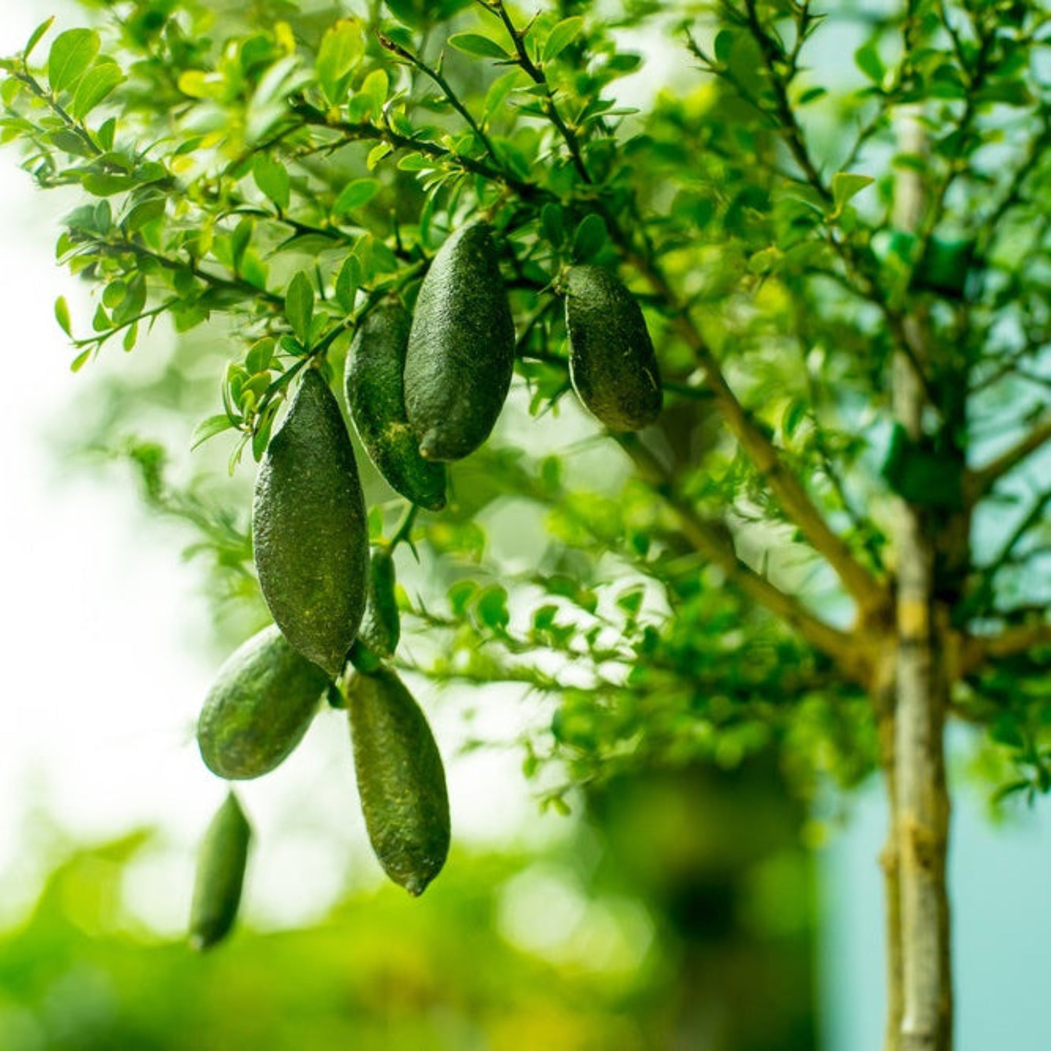 Green fruits hanging from a tree with a blurred green background.  Henderson Garden Supply