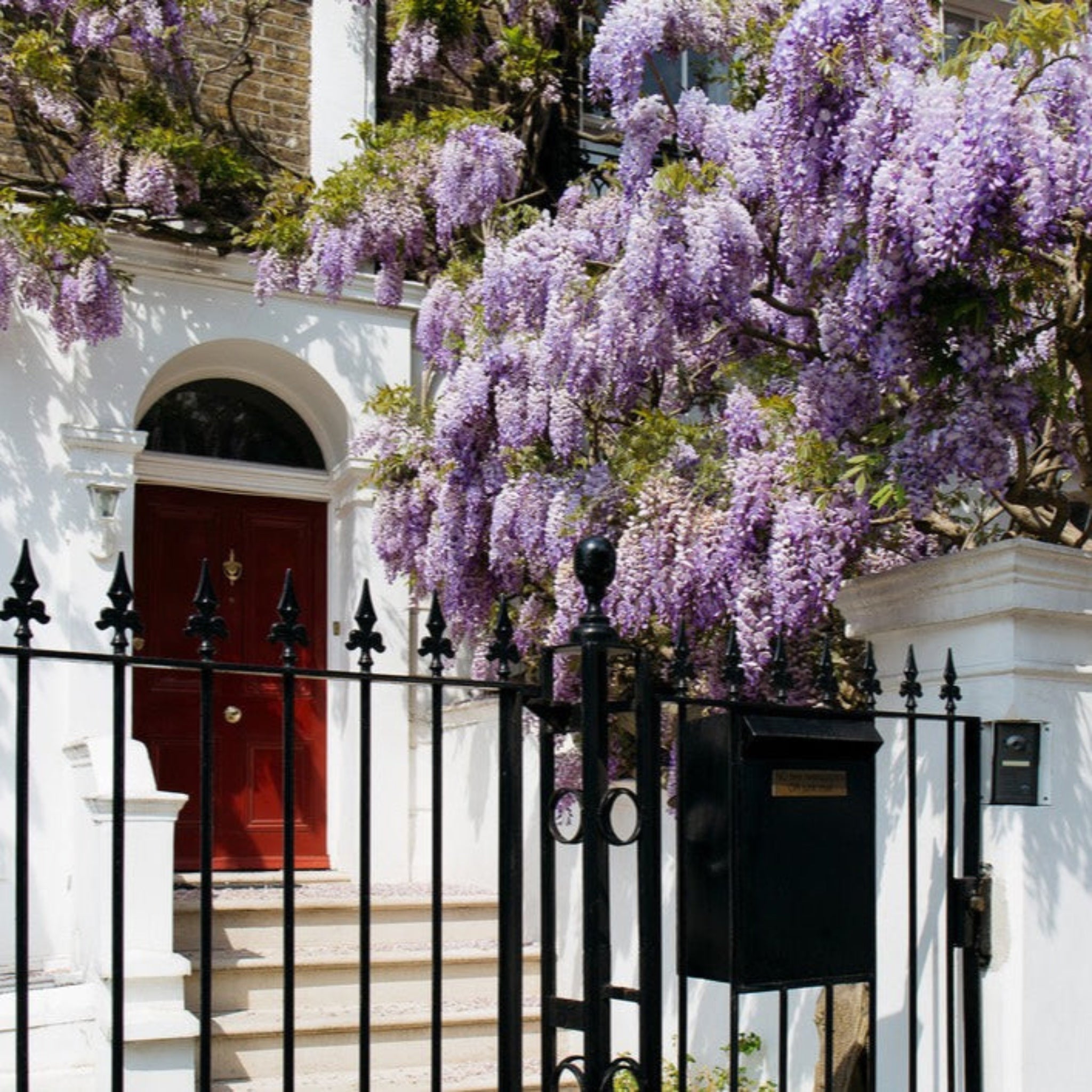 White building with a red door and black iron gate, covered in purple wisteria.  Henderson Garden Supply