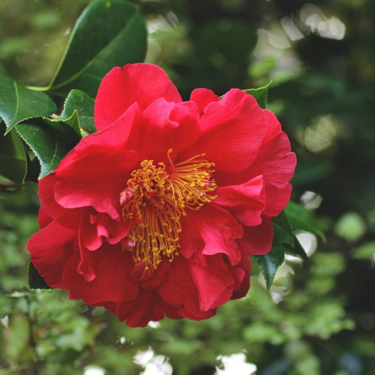 Greensboro Red Camellia – Red Blooms & Evergreen Foliage