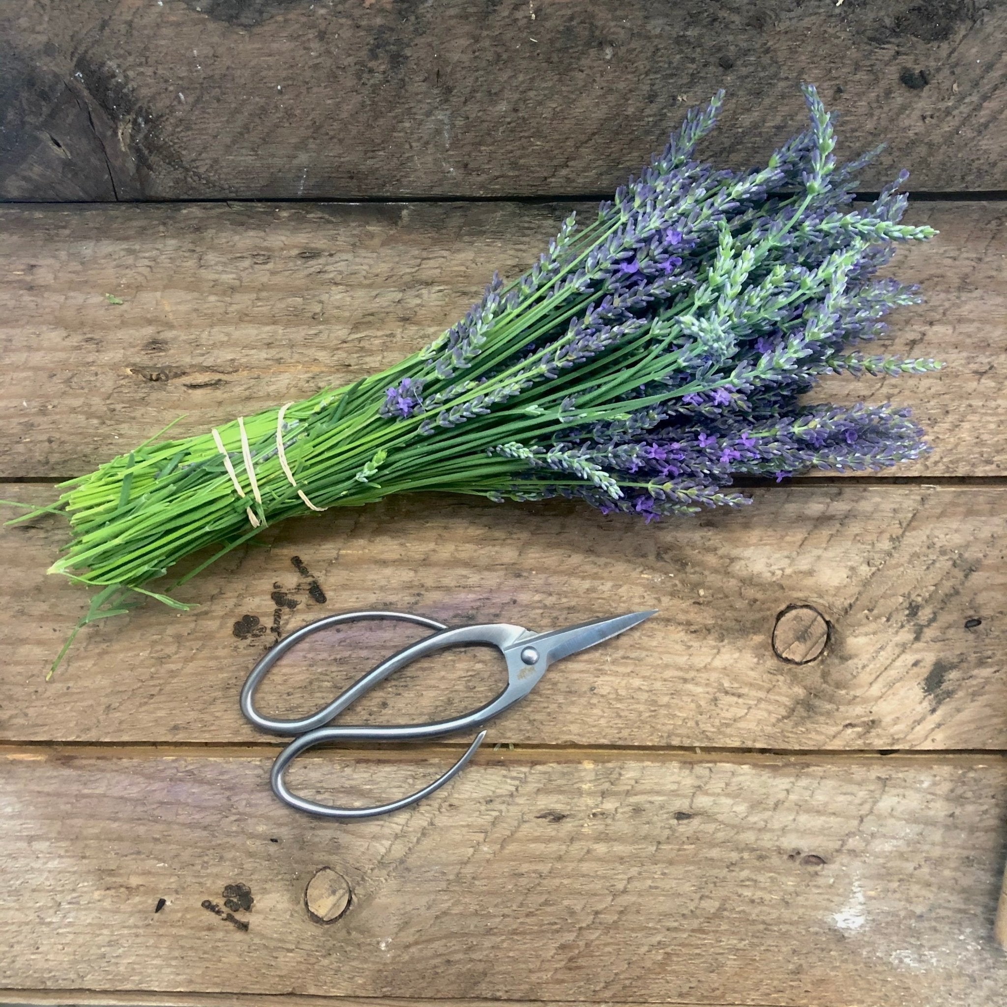 Stainless Garden Scissors Pruning Shears