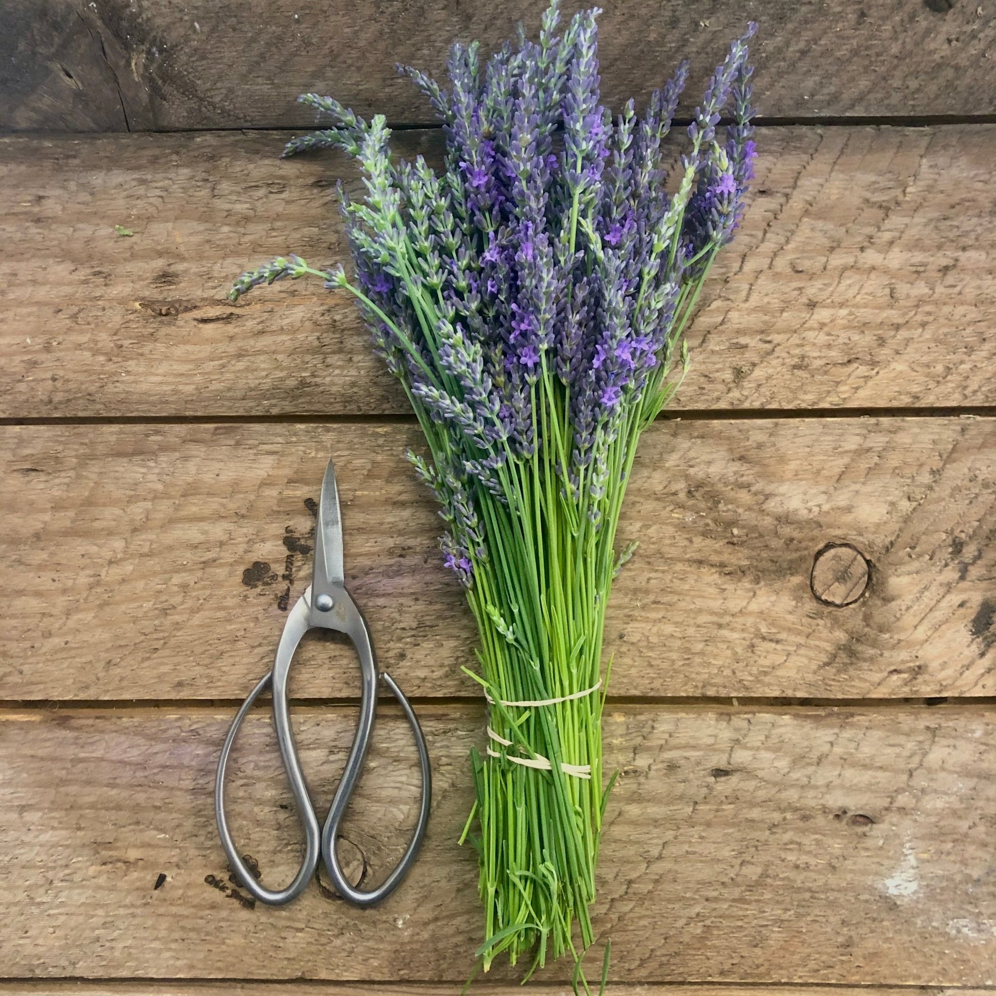 Stainless Garden Scissors Pruning Shears