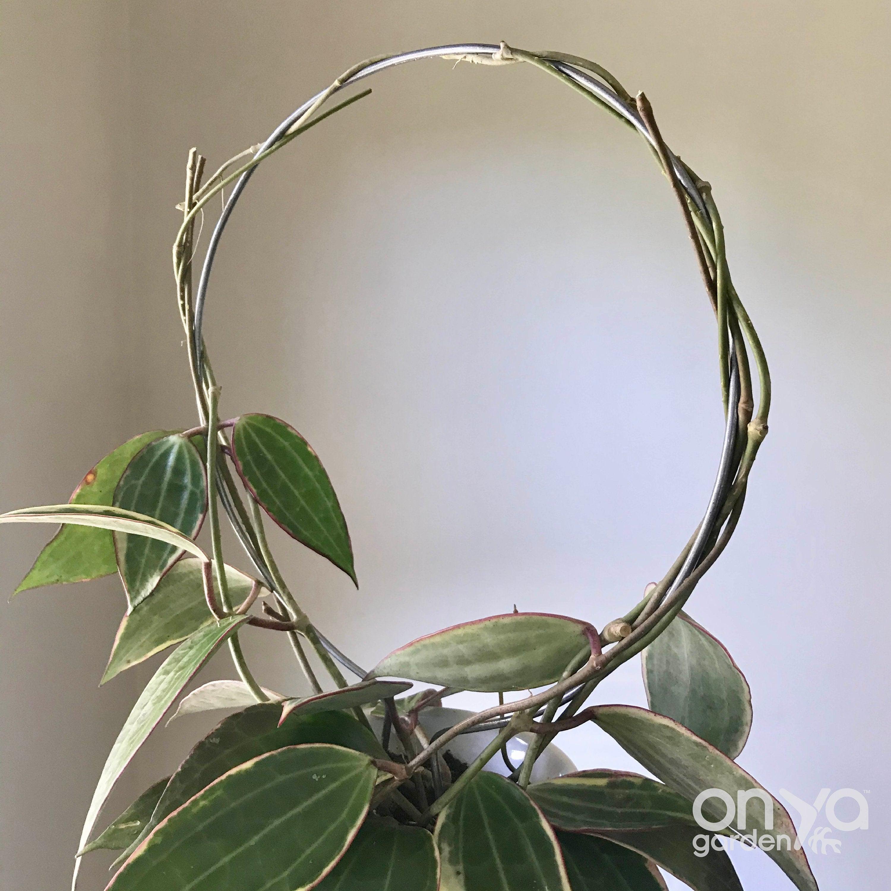 Steel Circle Plant Trellis, 4 Sizes Available