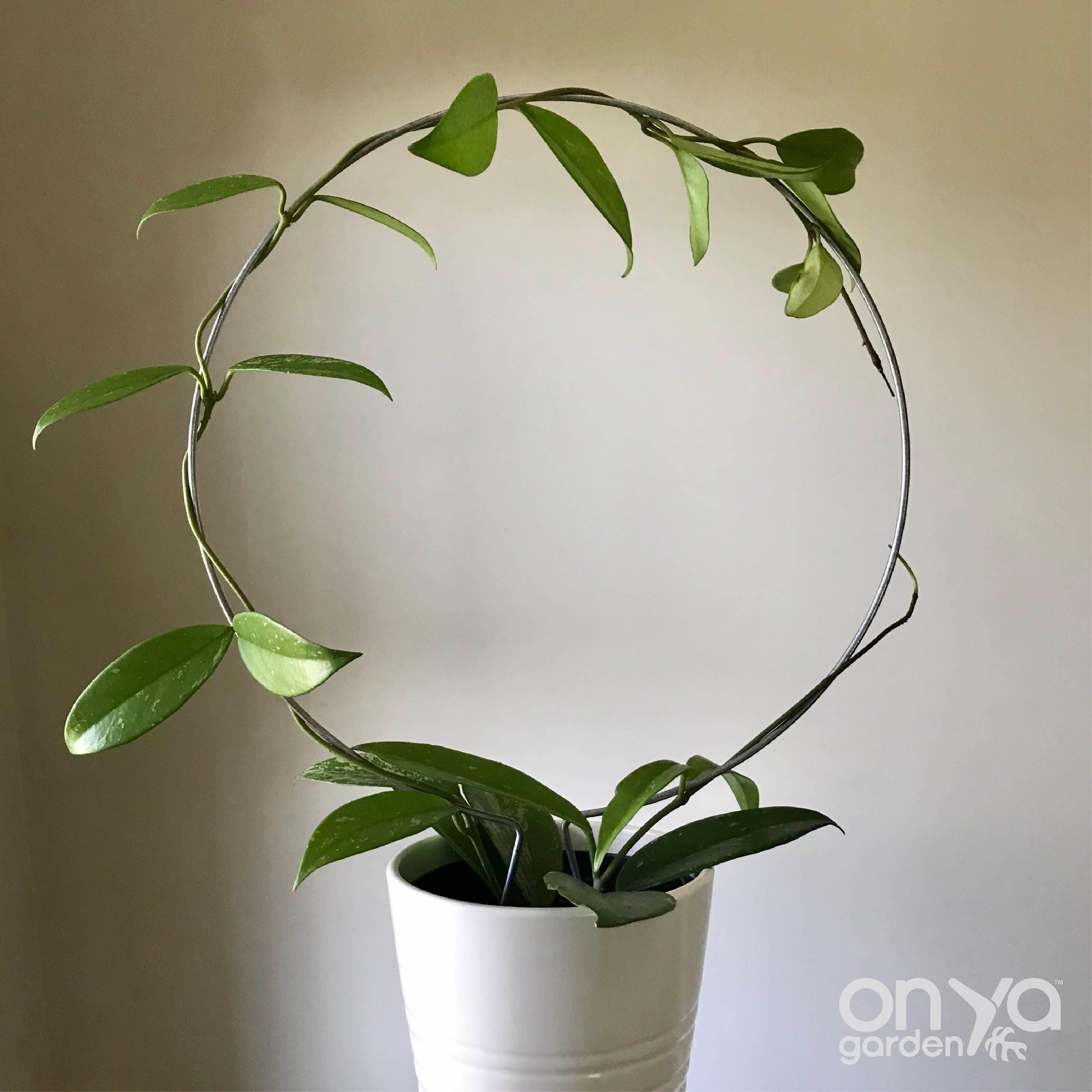 Steel Circle Plant Trellis, 4 Sizes Available