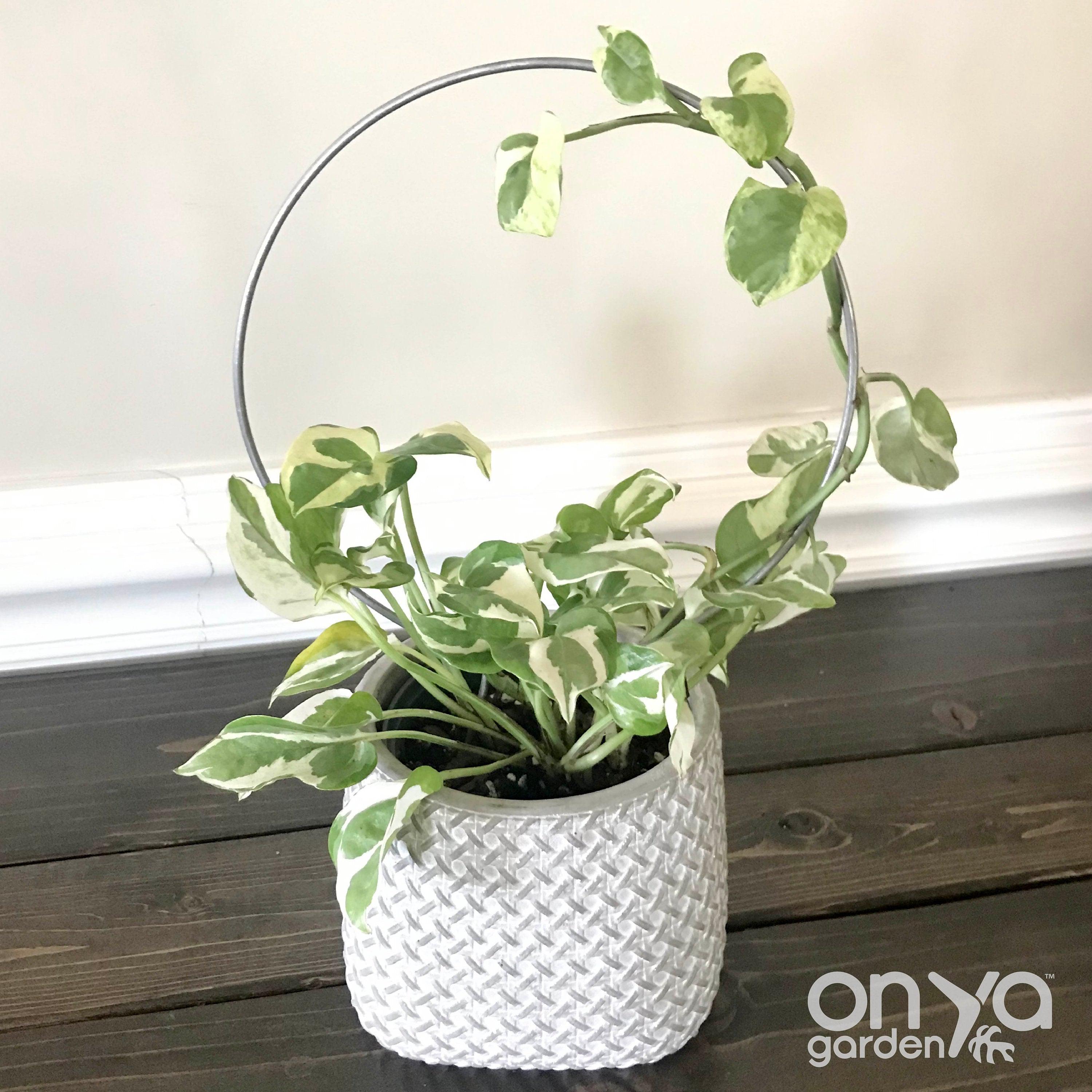 Steel Circle Plant Trellis, 4 Sizes Available
