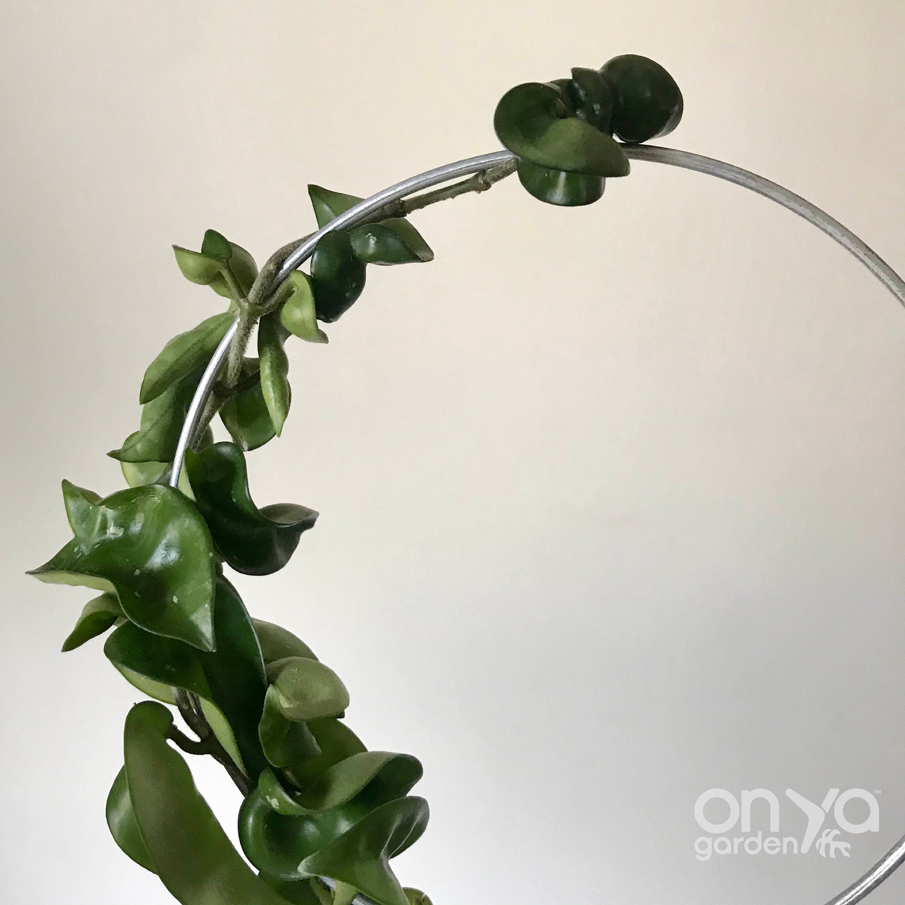 Steel Circle Plant Trellis, 4 Sizes Available