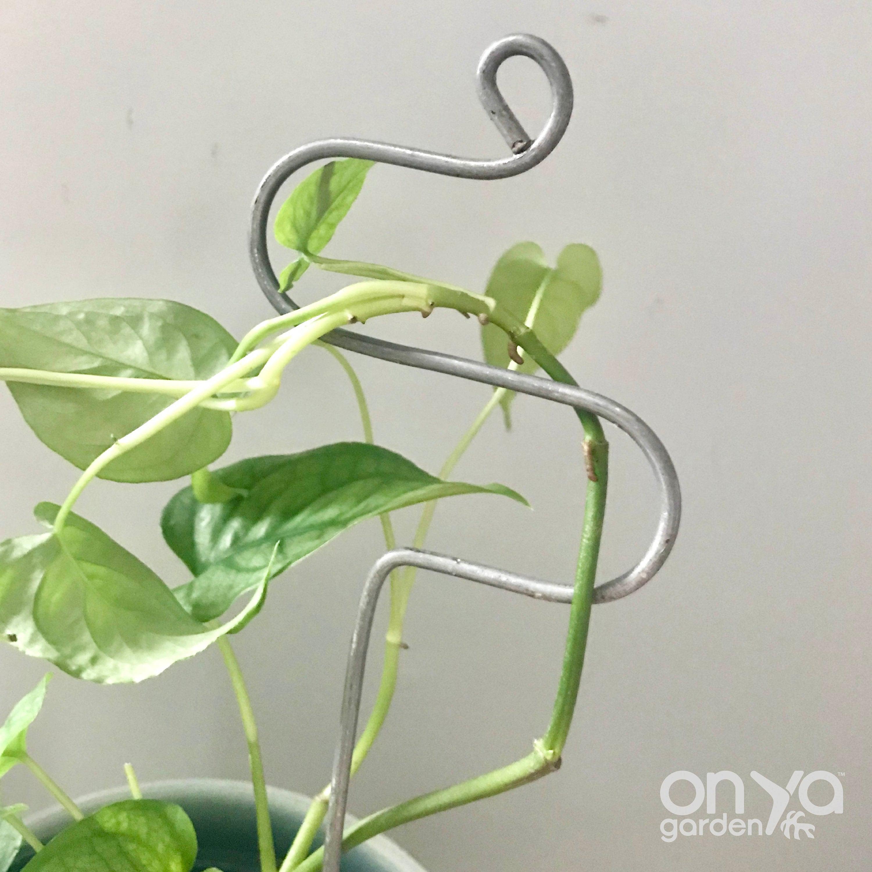 Steel Hairpin Curve Plant Stick