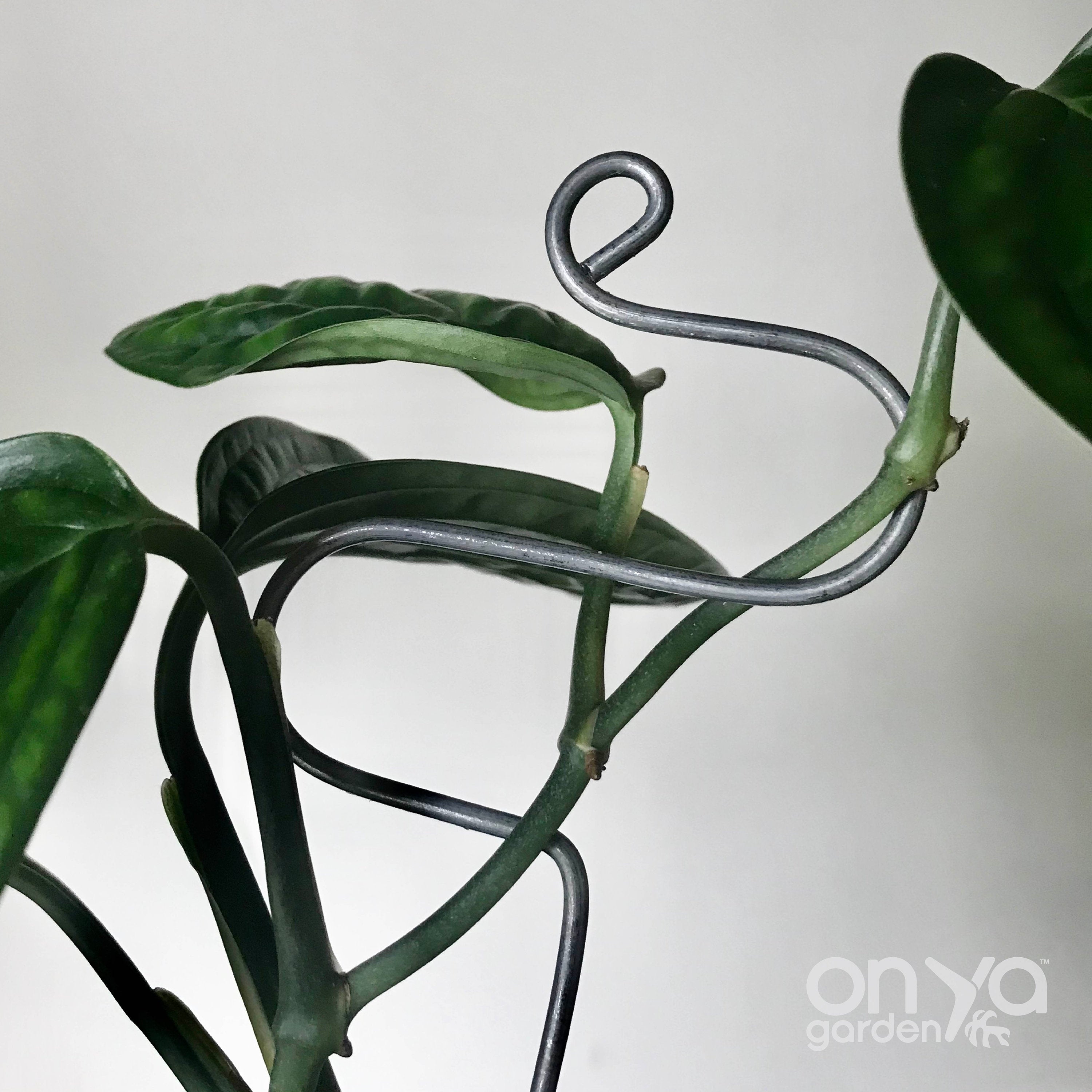 Steel Hairpin Curve Plant Stick