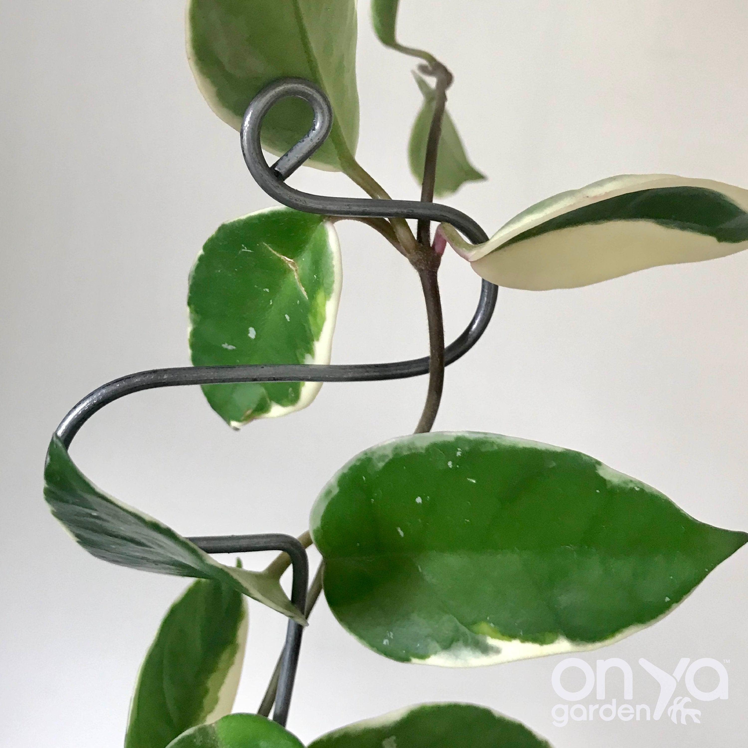 Steel Hairpin Curve Plant Stick