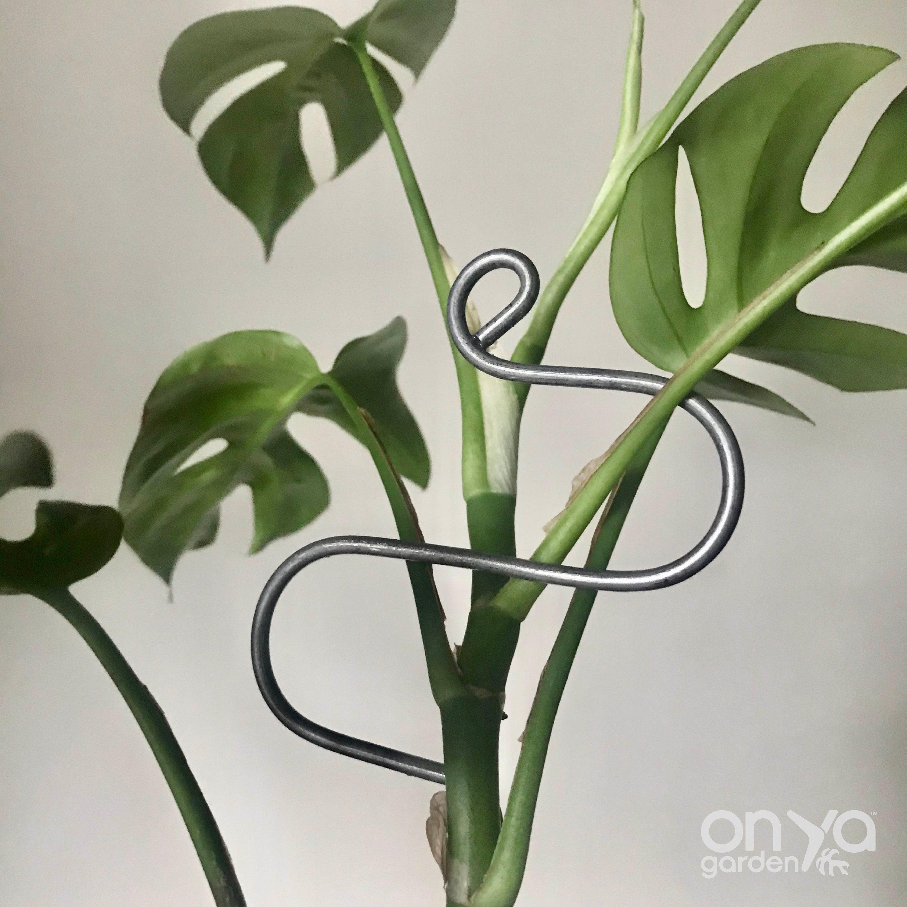 Steel Hairpin Curve Plant Stick