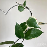 Steel Heart Plant Trellis, 3 Sizes Available