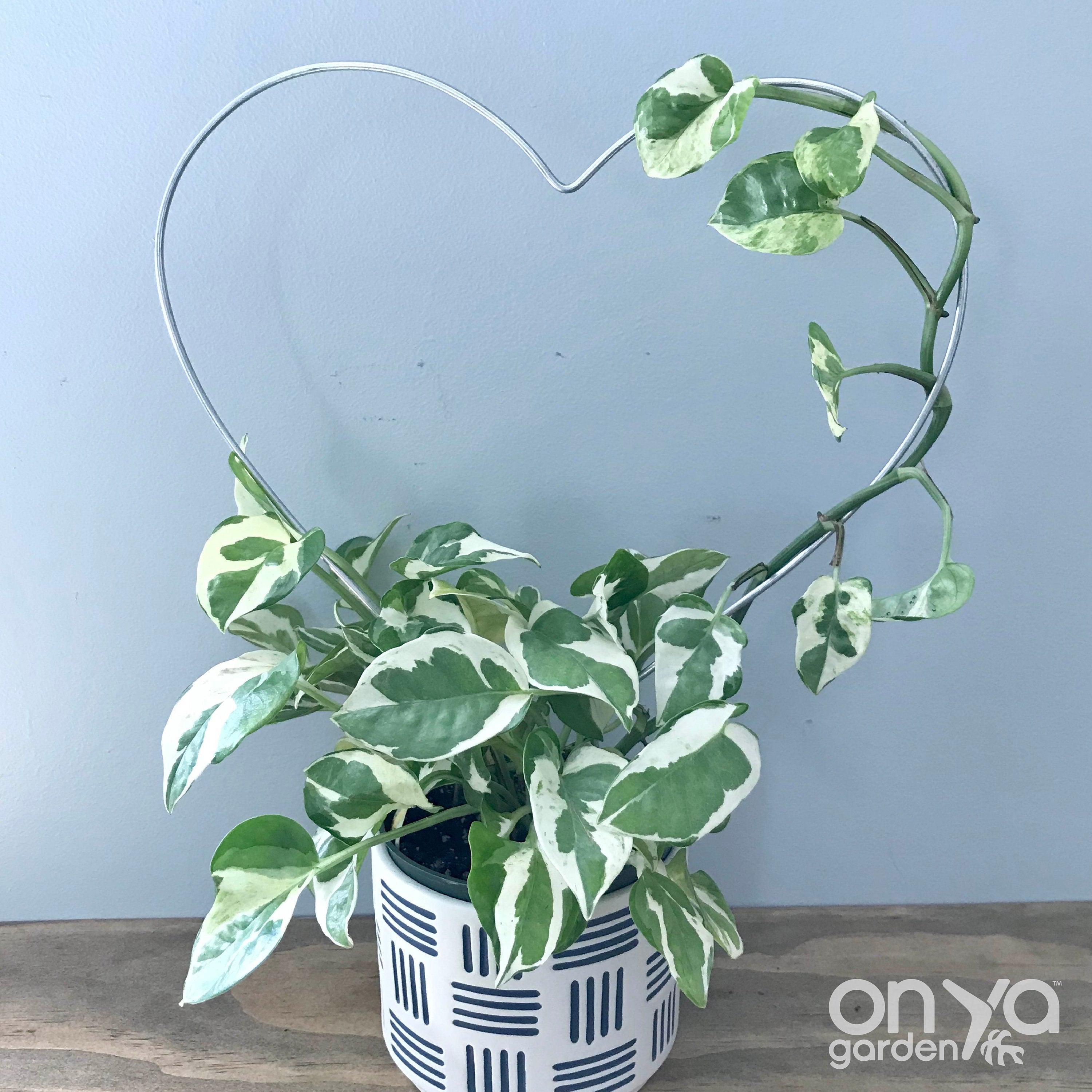 Steel Heart Plant Trellis, 3 Sizes Available