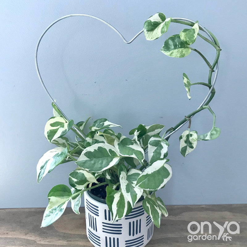 Steel Heart Plant Trellis, 3 Sizes Available