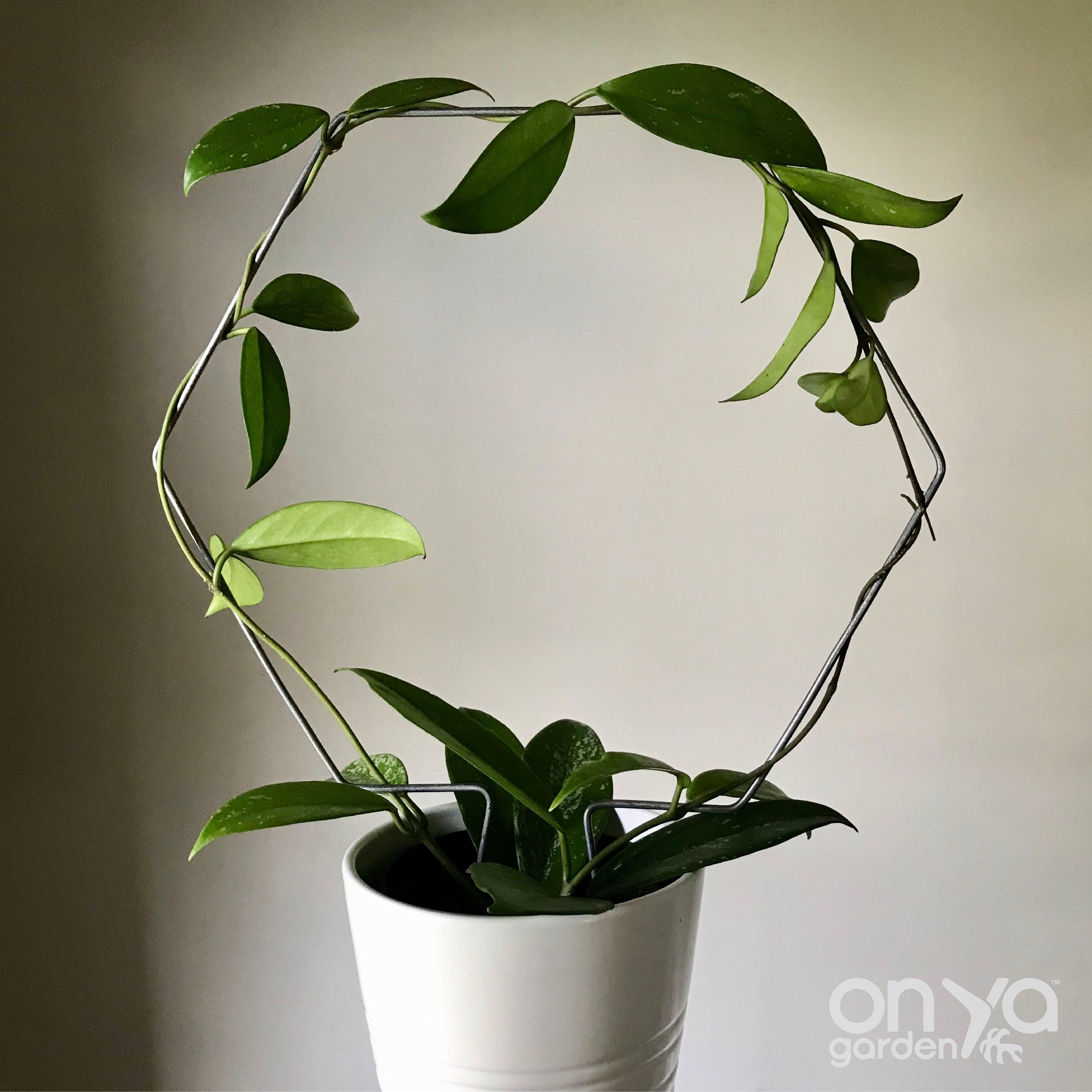 Steel Hexagon Honeycomb Plant Trellis, 3 Sizes Available