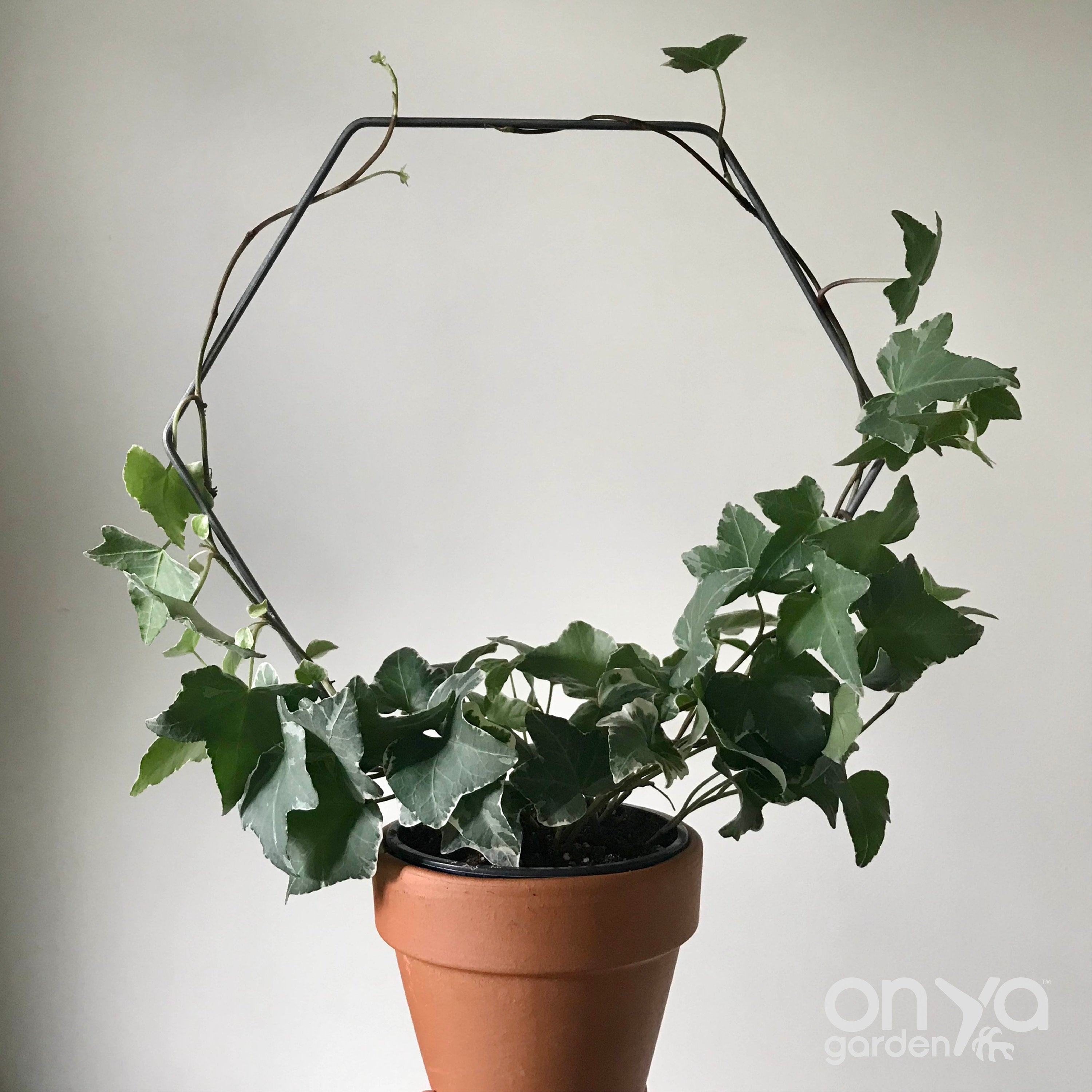 Steel Hexagon Honeycomb Plant Trellis, 3 Sizes Available