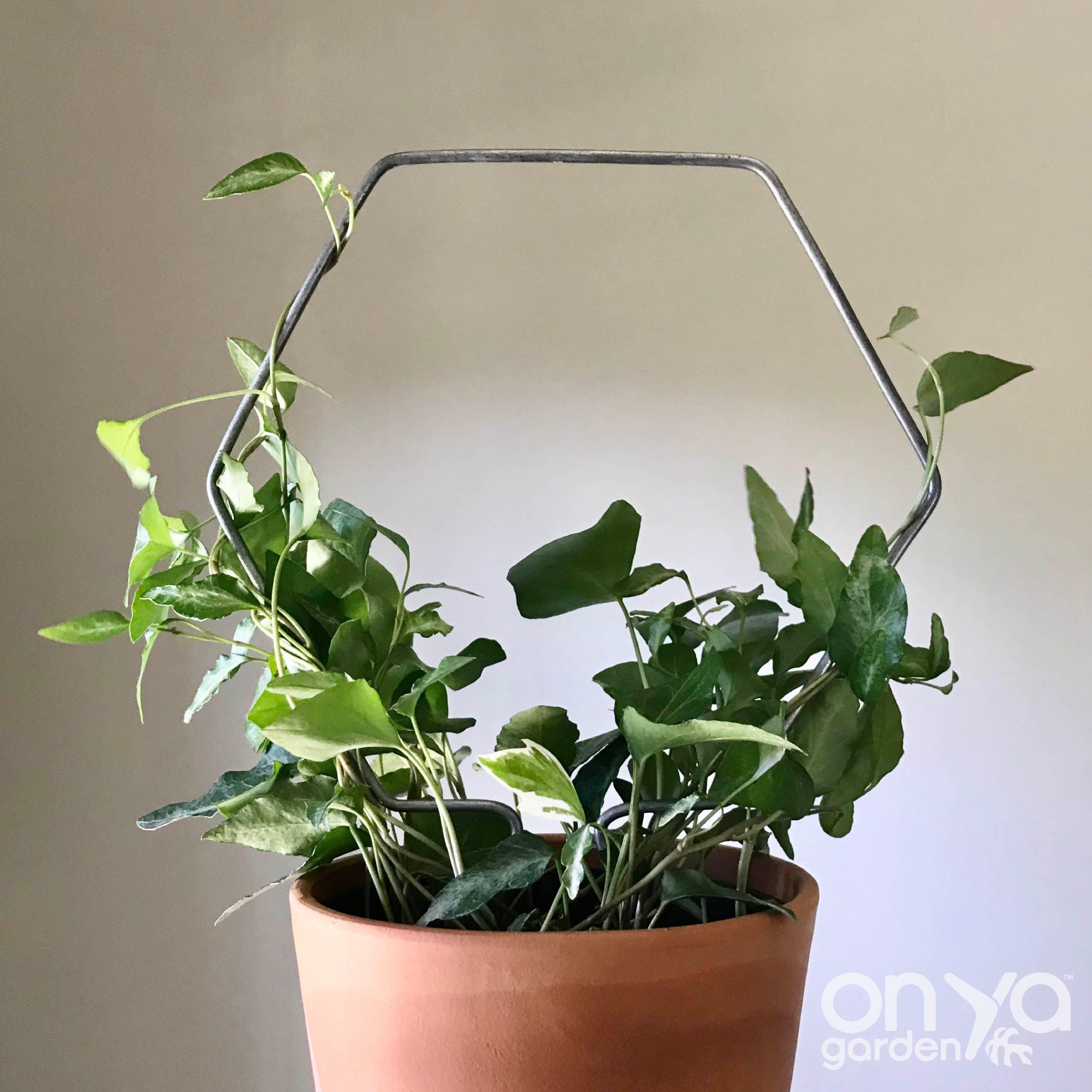 Steel Hexagon Honeycomb Plant Trellis, 3 Sizes Available