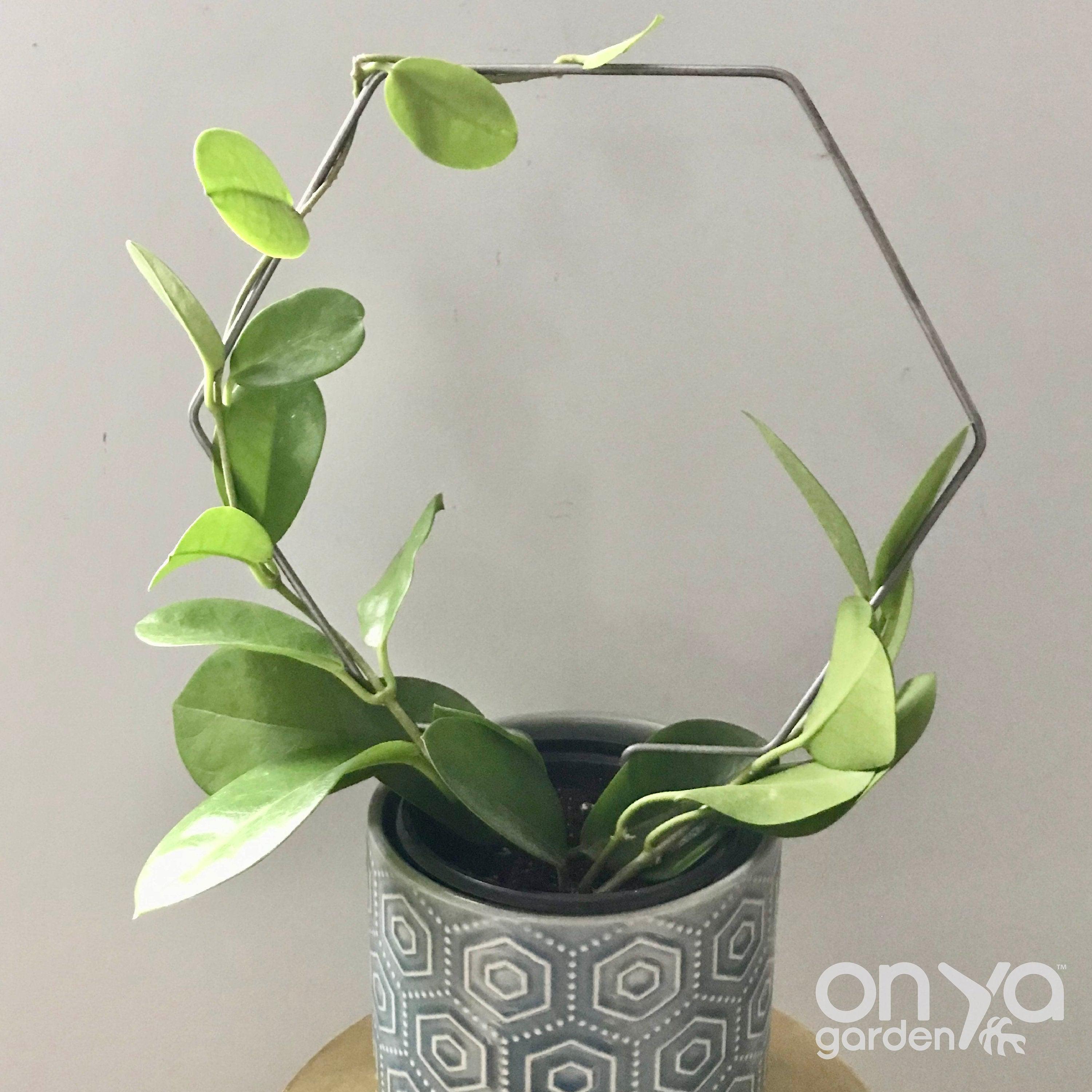 Steel Hexagon Honeycomb Plant Trellis, 3 Sizes Available