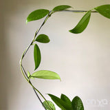 Steel Hexagon Honeycomb Plant Trellis, 3 Sizes Available