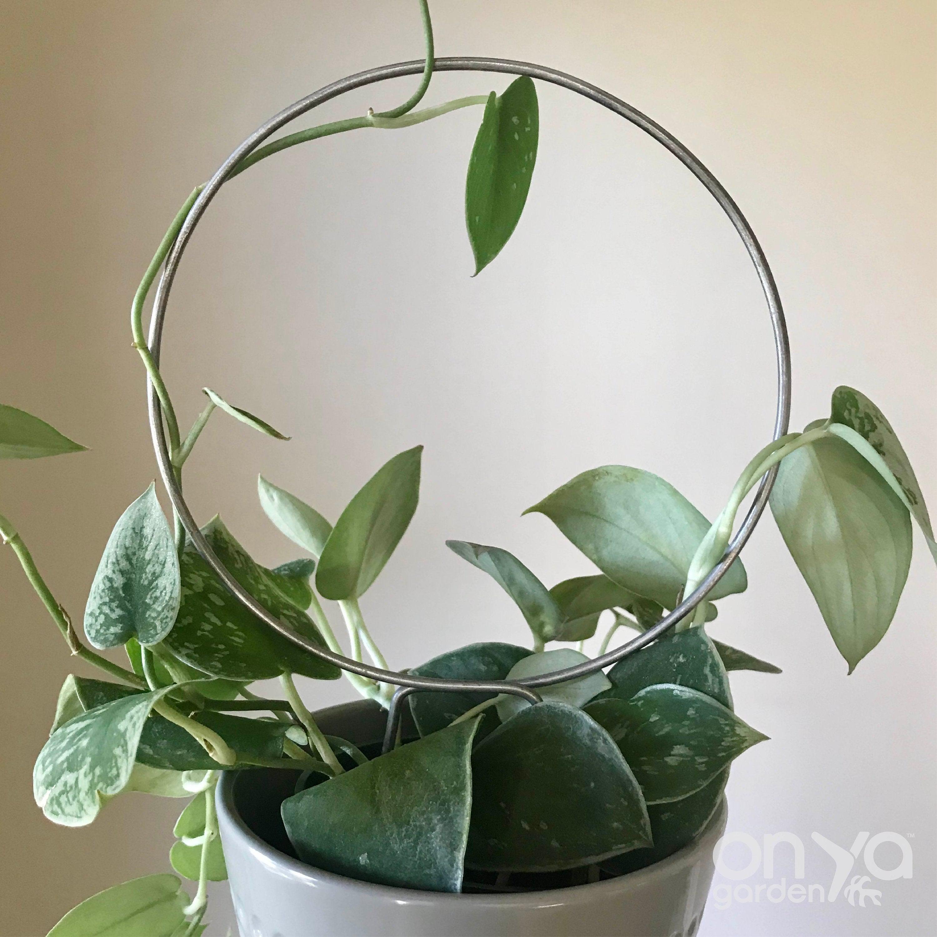 Steel Loop Circle Trellis for House Plants, 3 Size Options