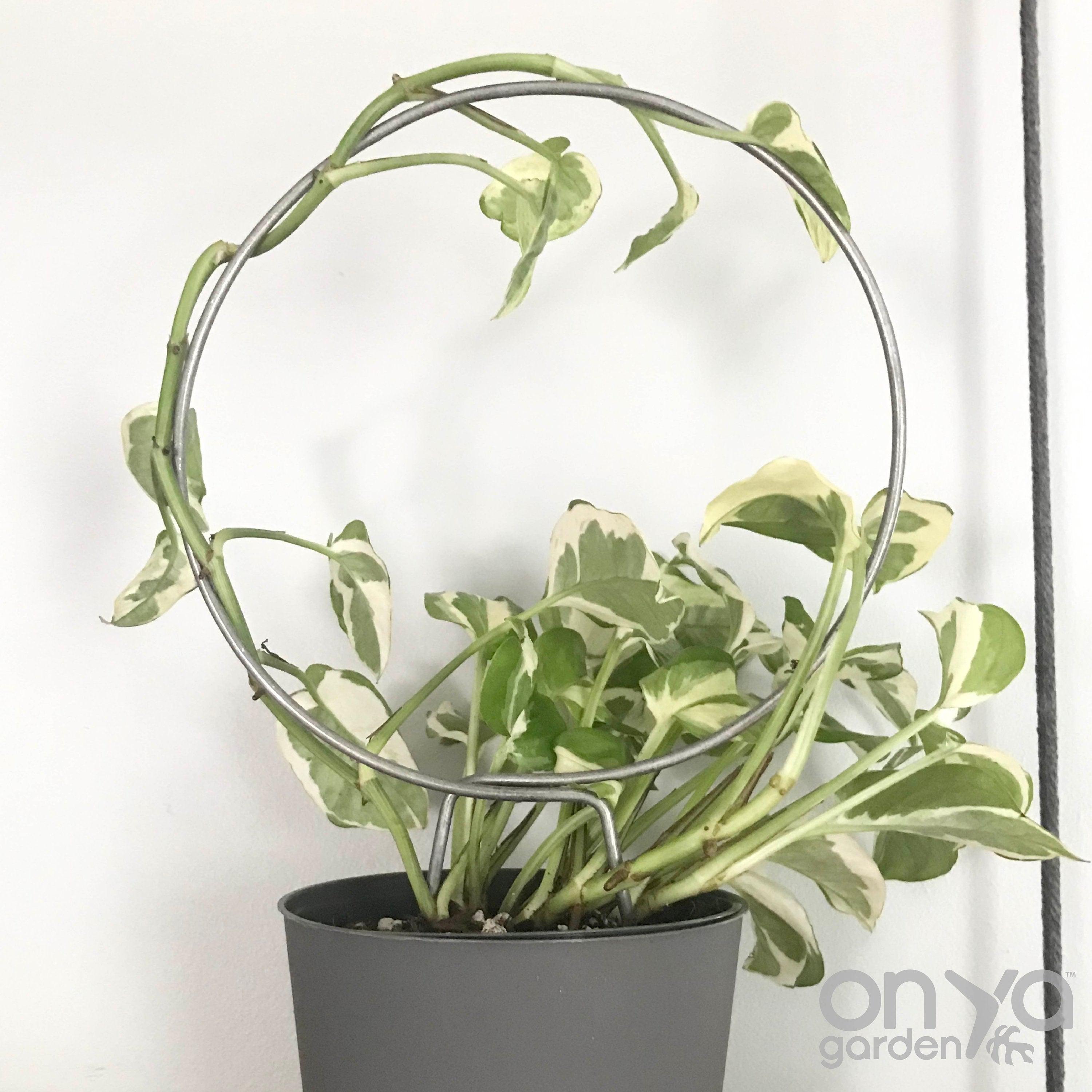 Steel Loop Circle Trellis for House Plants, 3 Size Options