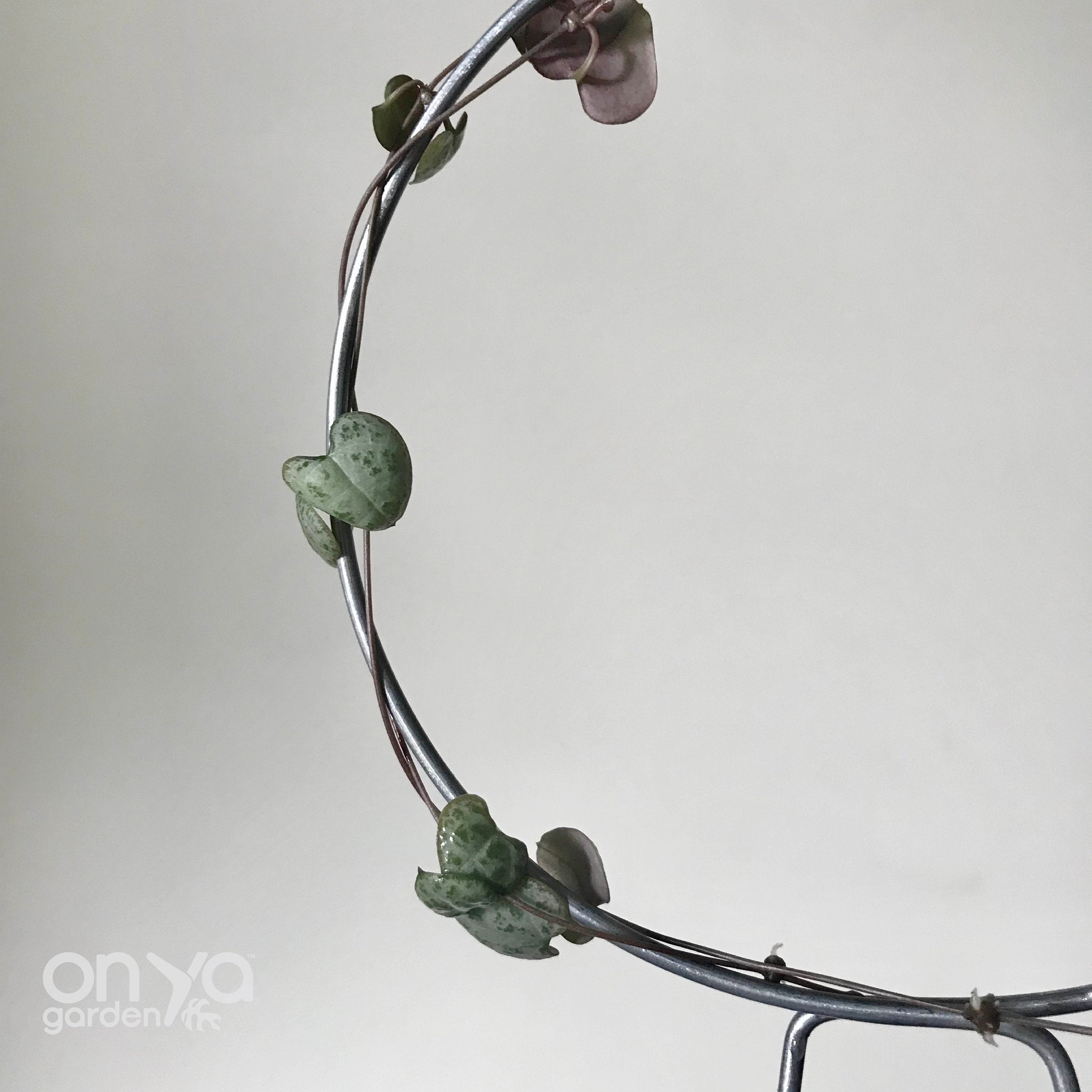 Steel Loop Circle Trellis for House Plants, 3 Size Options