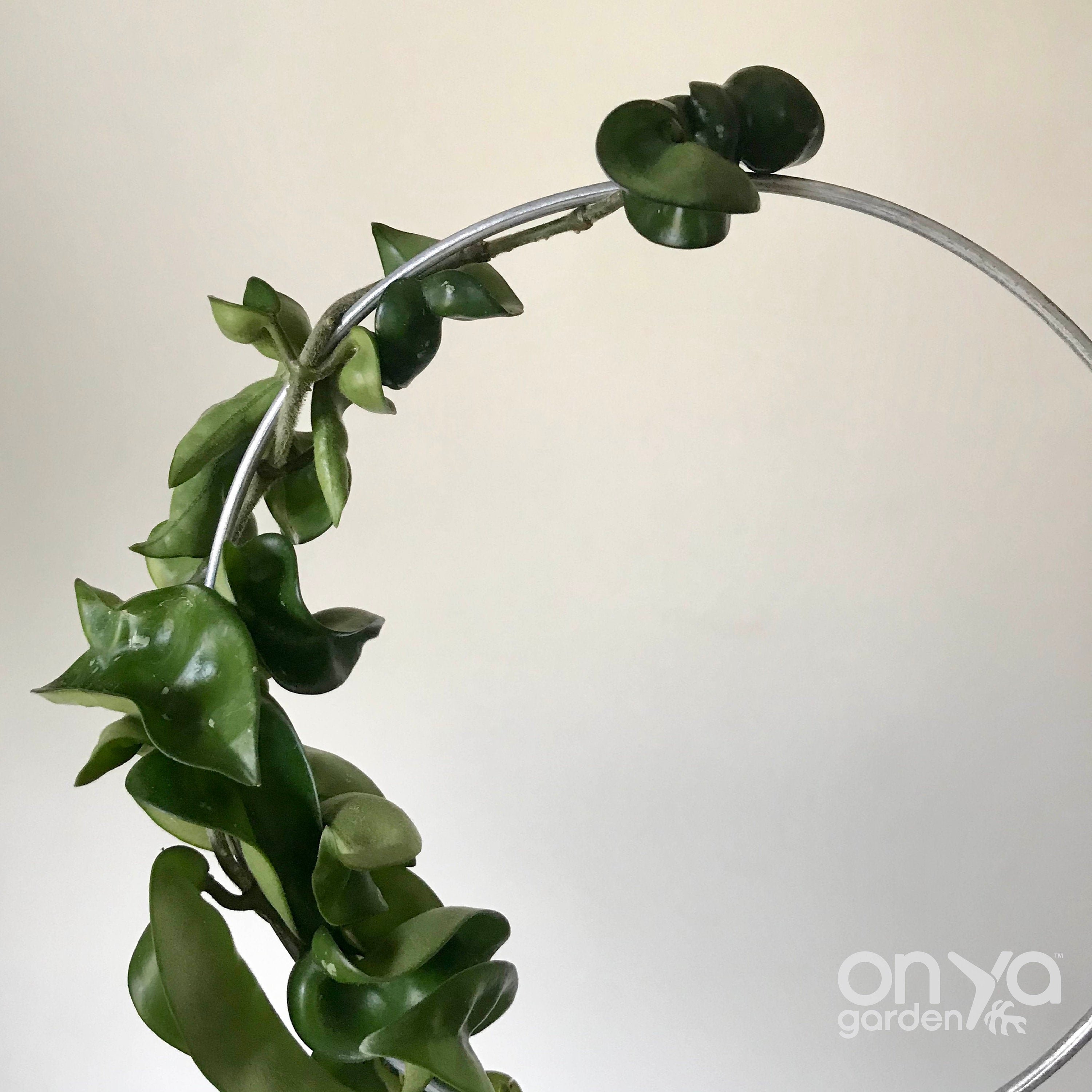 Steel Loop Circle Trellis for House Plants, 3 Size Options