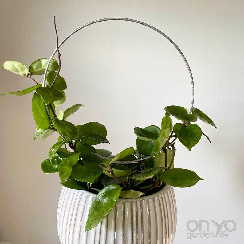Steel Loop Circle Trellis for House Plants, 3 Size Options