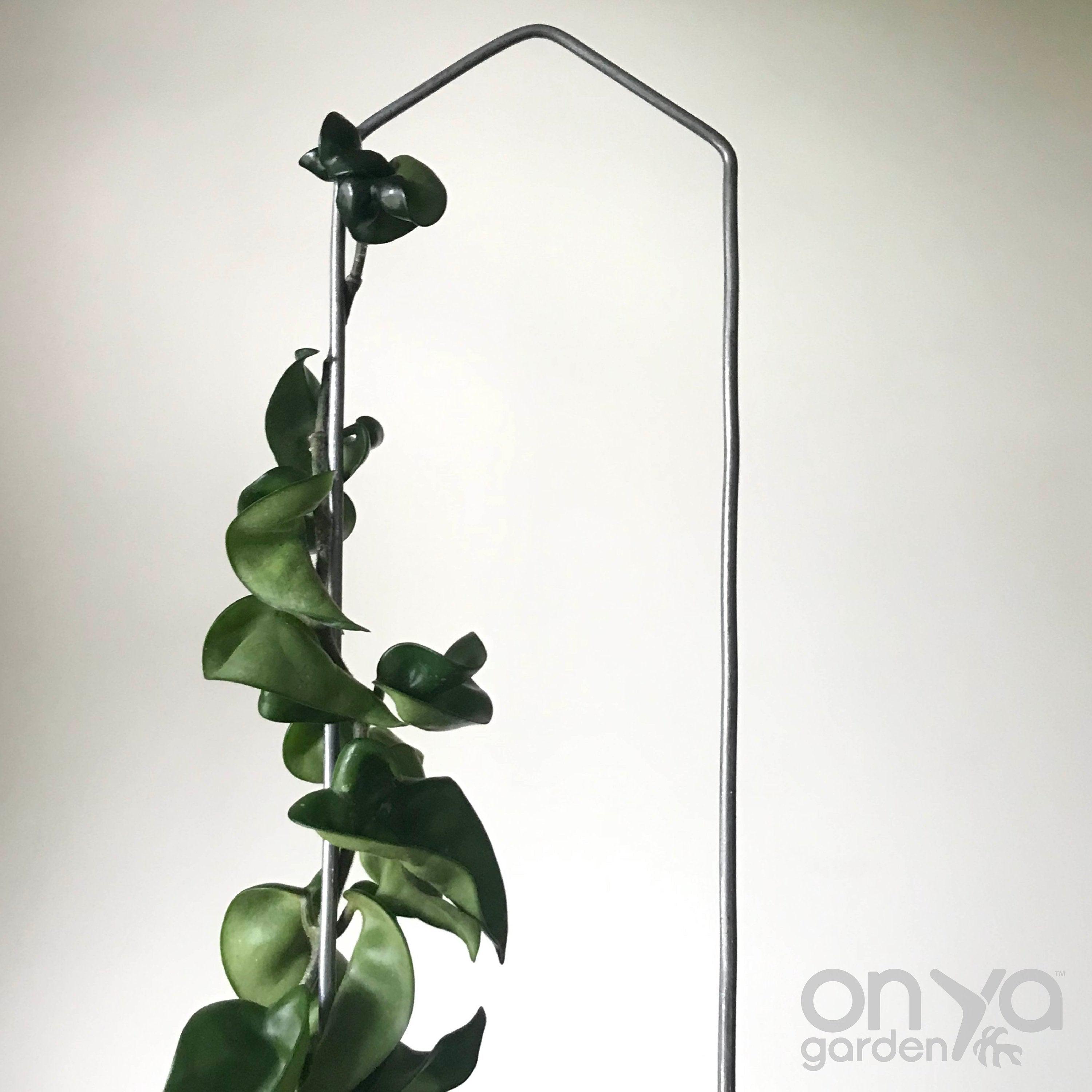 Steel Pointed Arch Trellis for Plants, 3 Sizes Available