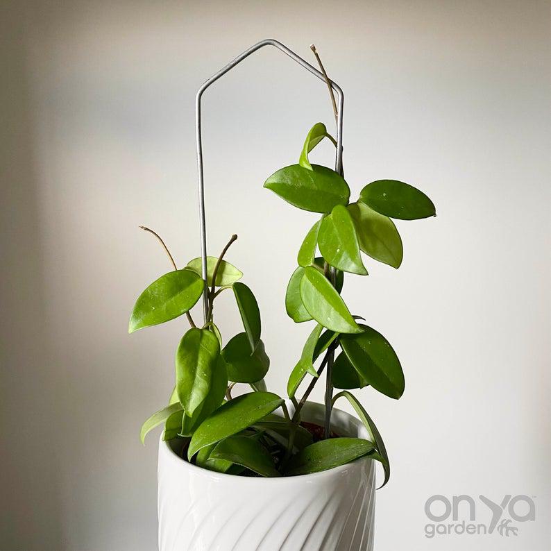 Steel Pointed Arch Trellis for Plants, 3 Sizes Available