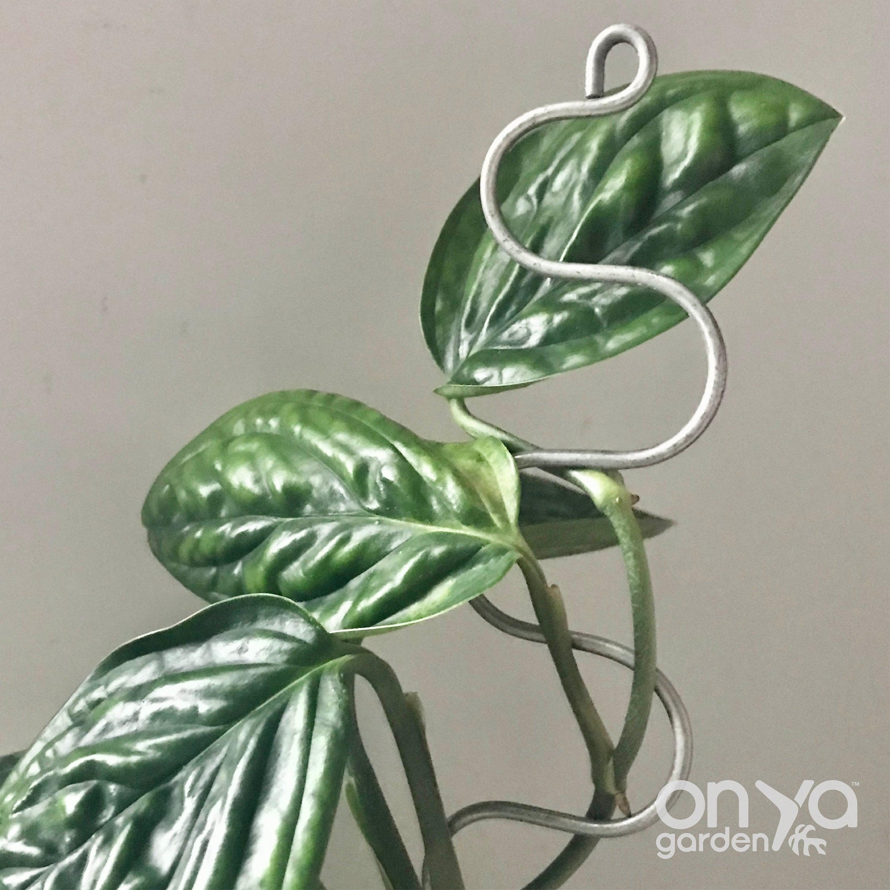 Steel Serpent Plant Stick Stem Supporter, Curvy Plant Stake