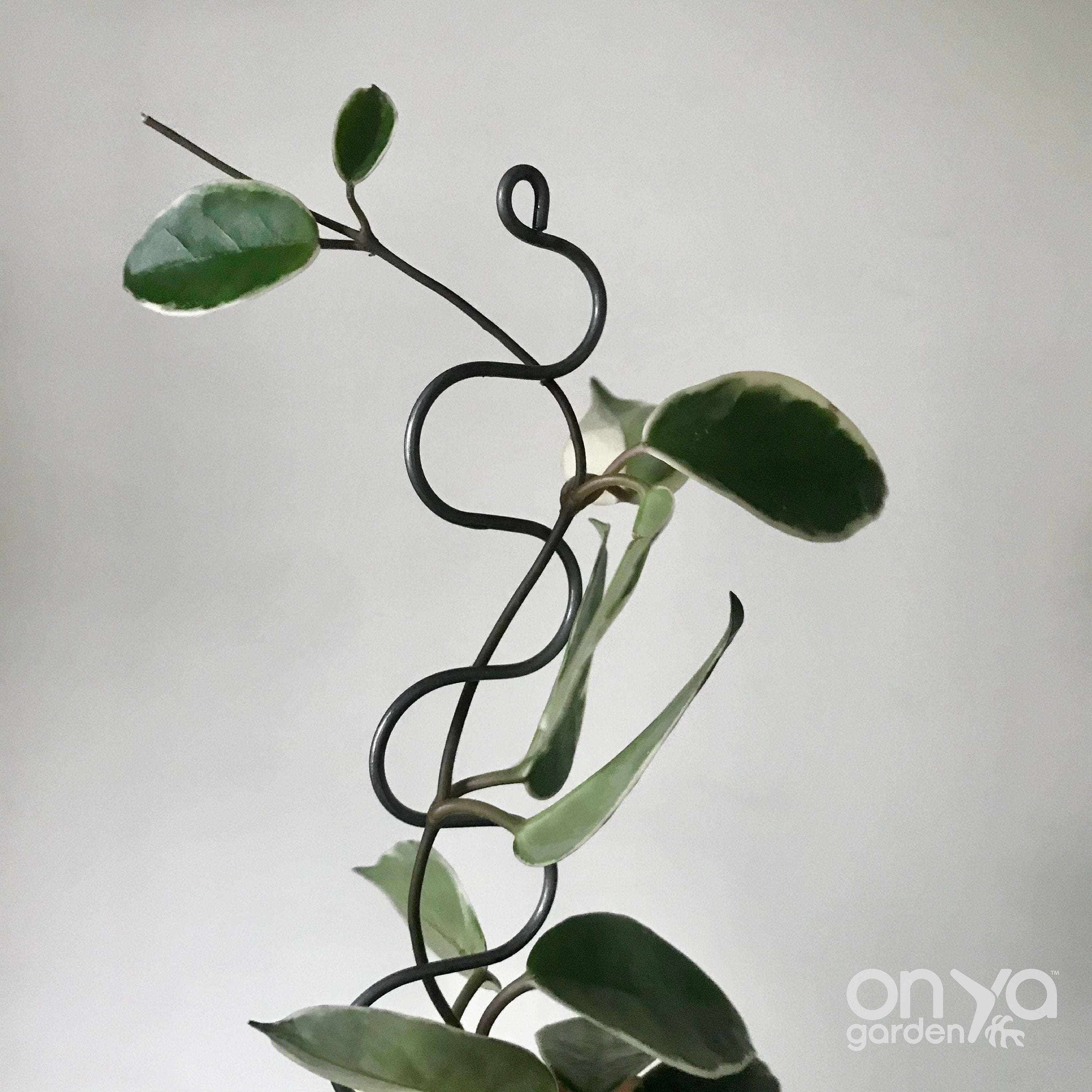 Steel Serpent Plant Stick Stem Supporter, Curvy Plant Stake