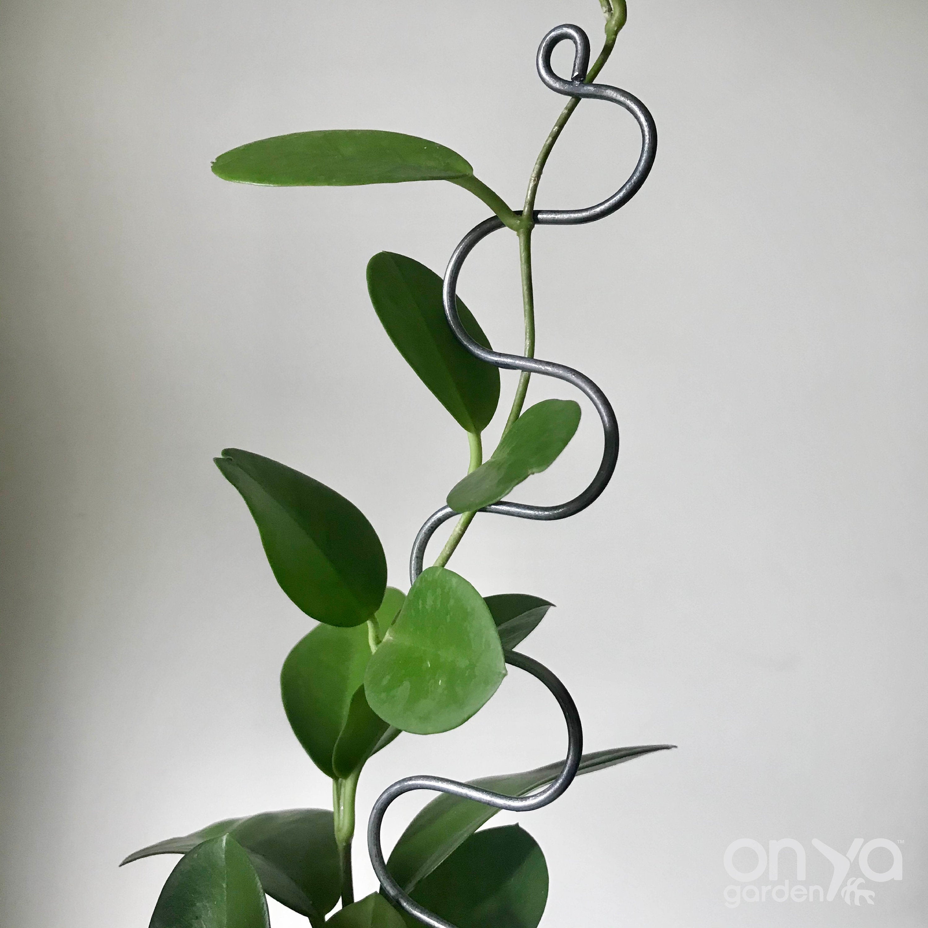 Steel Serpent Plant Stick Stem Supporter, Curvy Plant Stake
