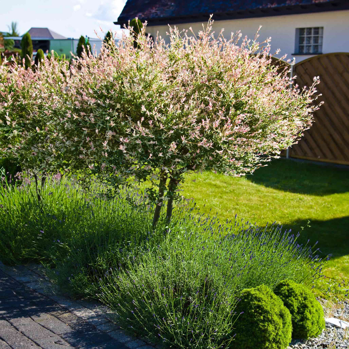 Garden with flowering bush and green lawn in front of a house.  Henderson Garden Supply