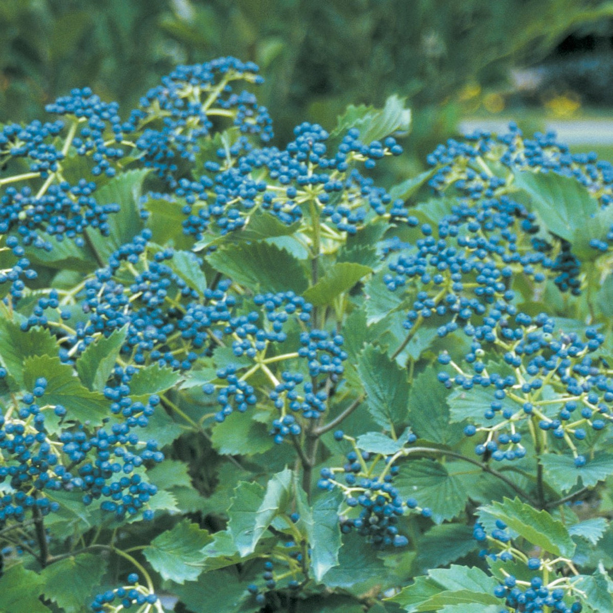 Blue Muffin® Arrowwood Viburnum – Native Shrub with Blue Berries