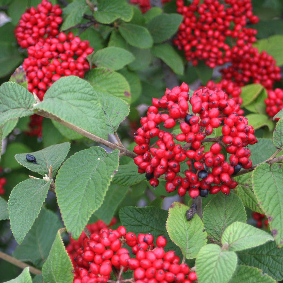 Red Balloon® Viburnum – White Flowers & Red Berries