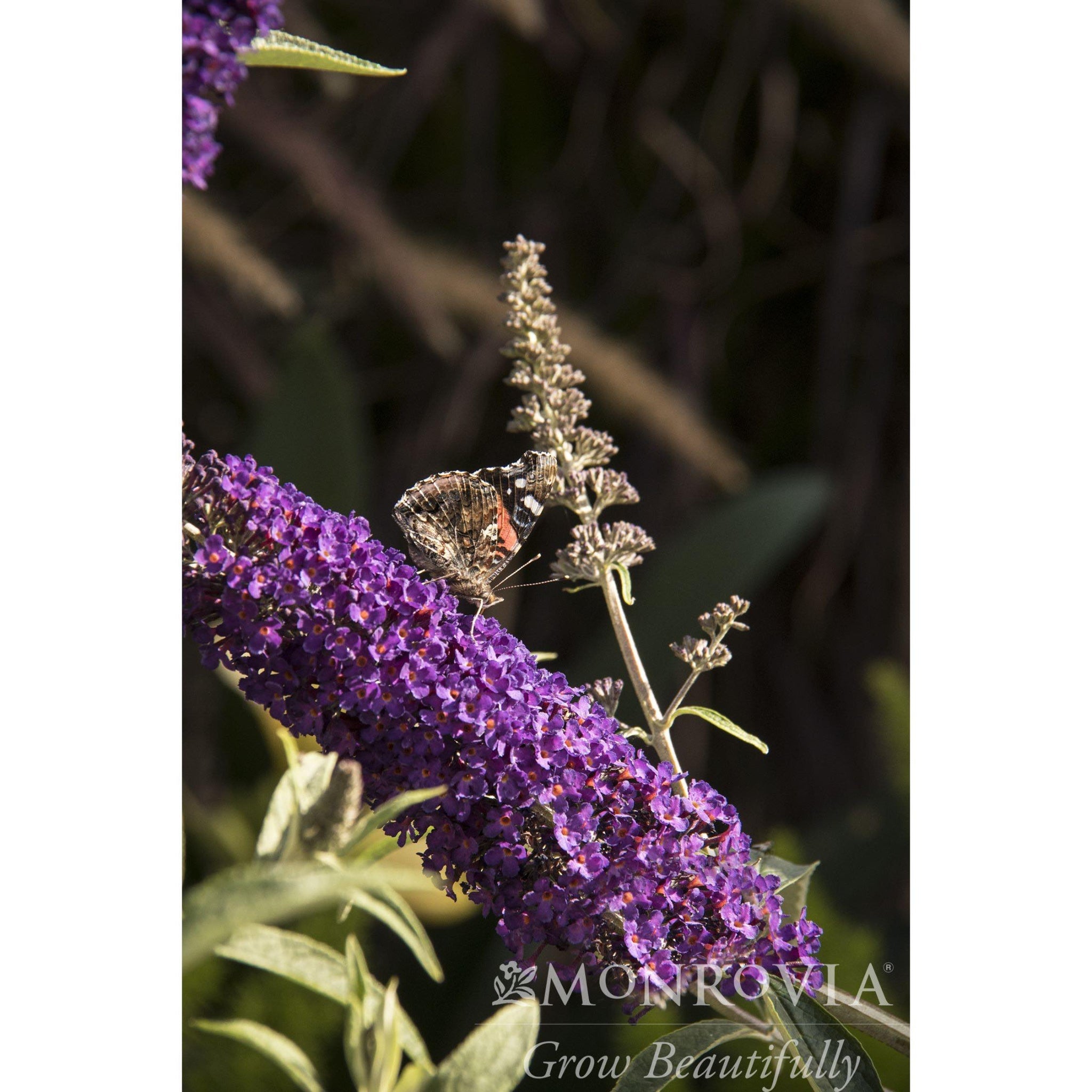 Butterfly on a purple flower with a blurred background, featuring the Monrovia logo. Butterfly bush - Henderson Garden Supply