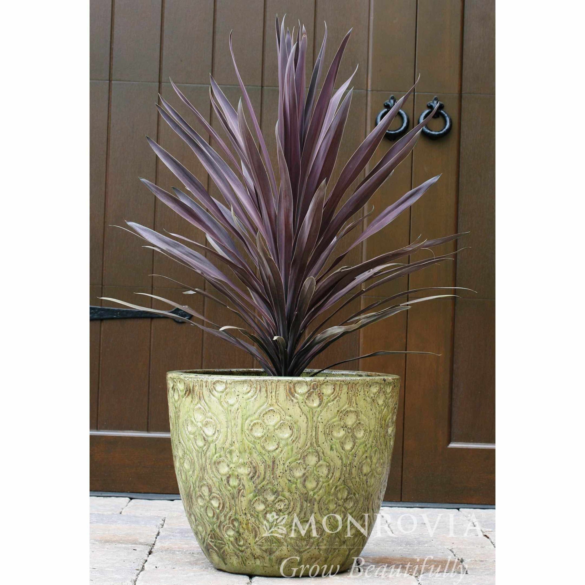 Potted plant with purple leaves in a decorative green pot in front of a wooden door.  Henderson Garden Supply