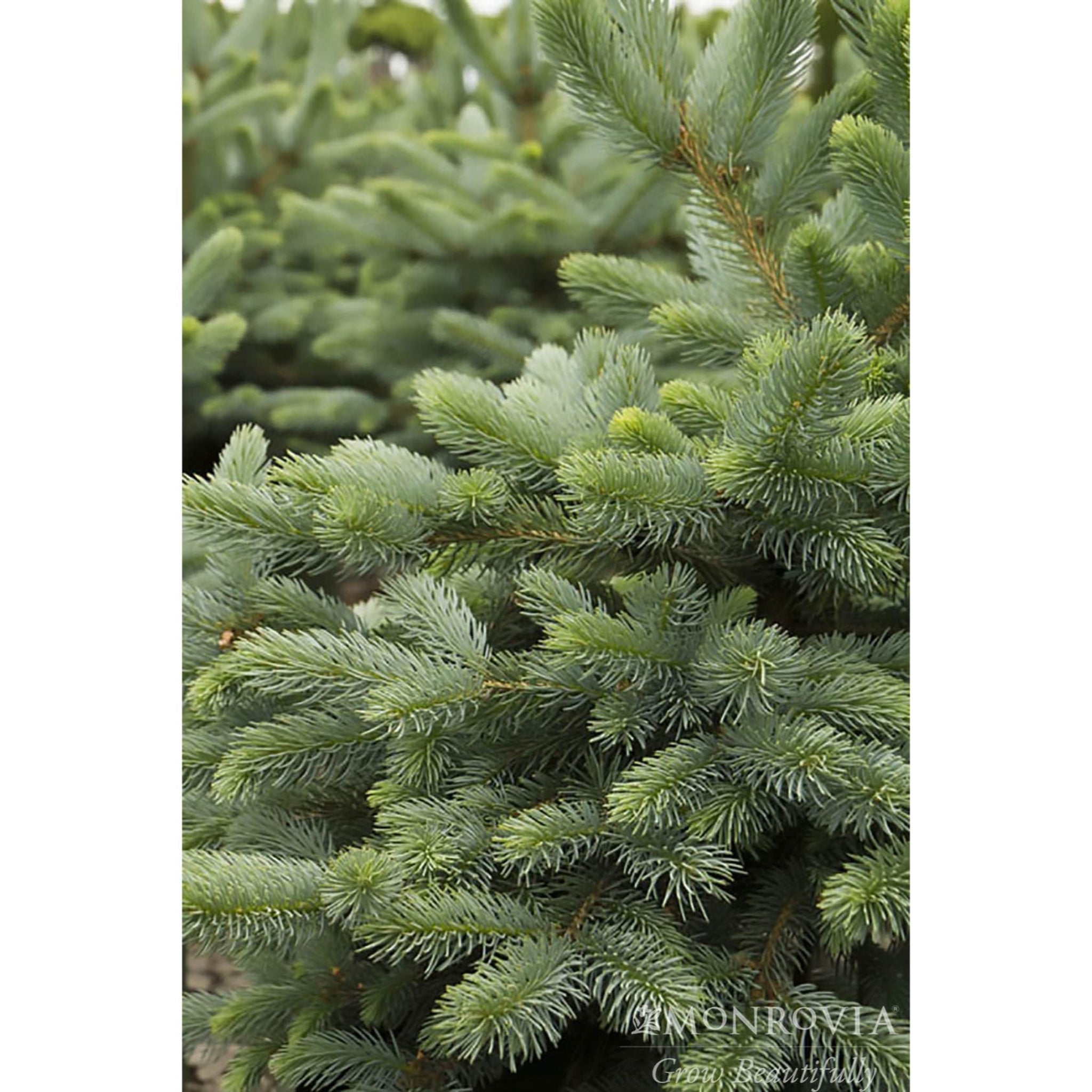 Close-up of green pine tree branches with a blurred background.  Henderson Garden Supply