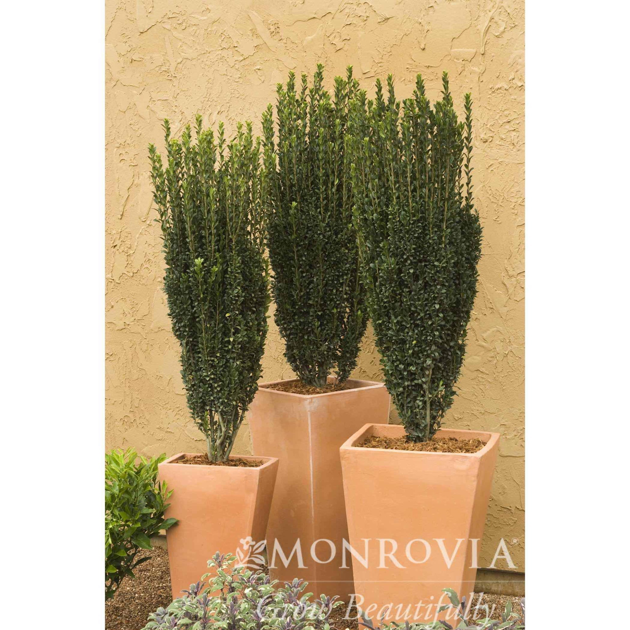 sky pencil holly - Henderson Garden Supply