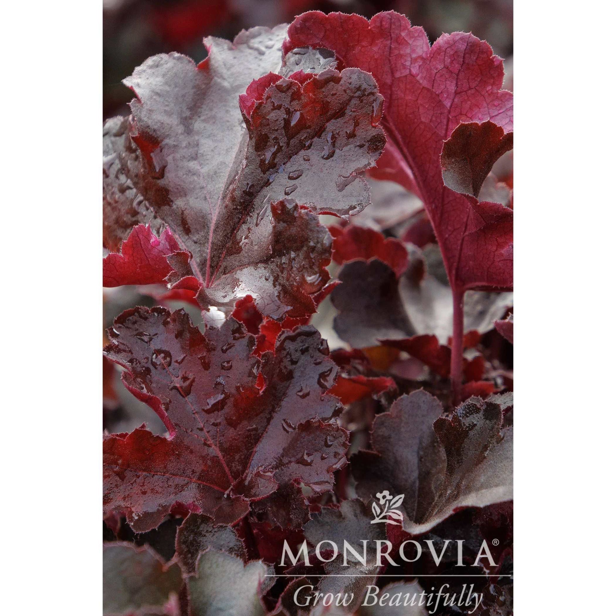 Coral Bells - Henderson Garden Supply