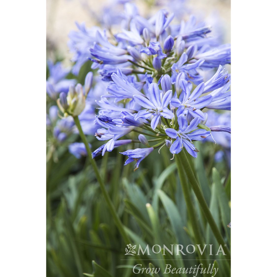 Baby Pete Lily of the Nile - Henderson Garden Supply