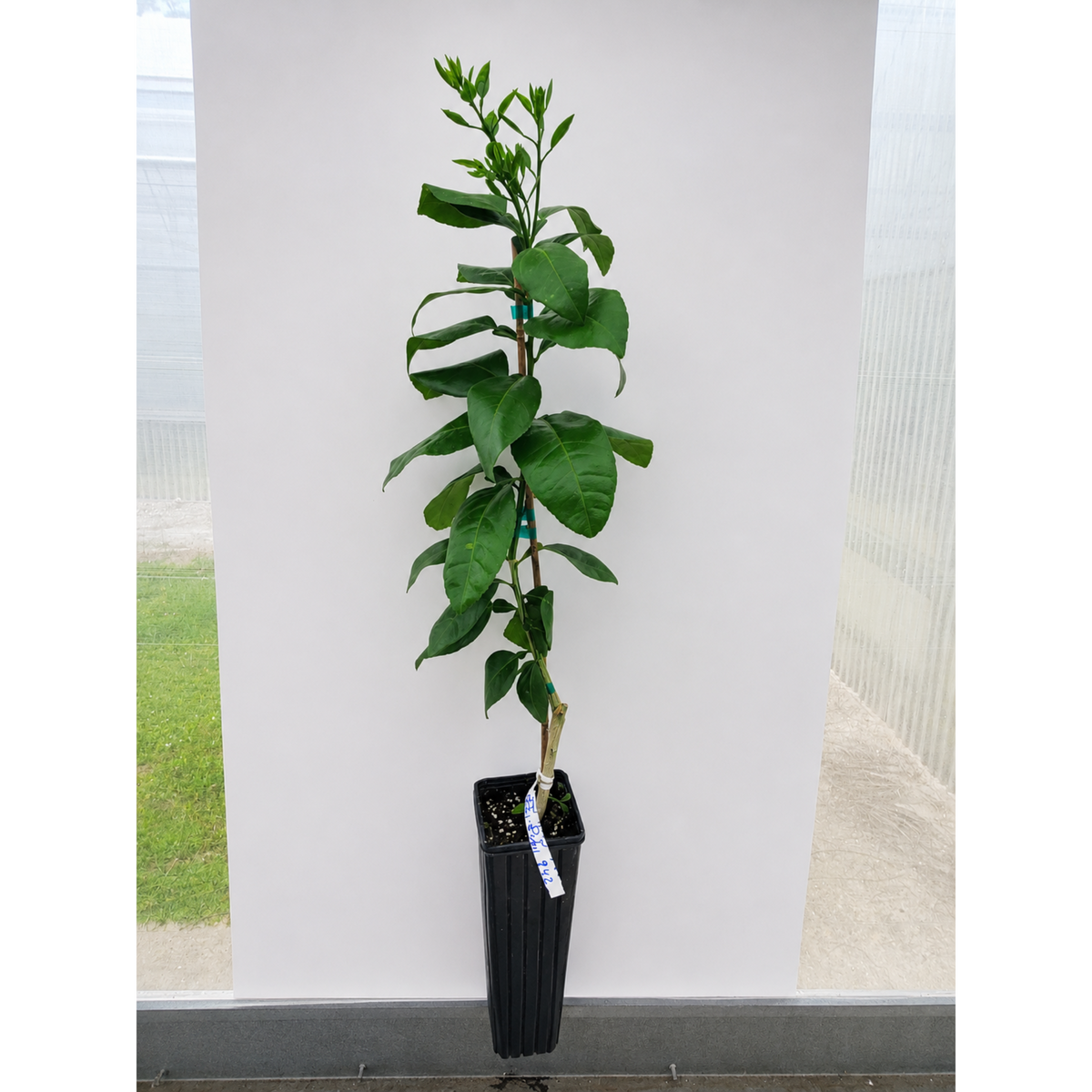 Ray Ruby Grapefruit Tree (FL) – Sweet-Tart Red Grapefruit