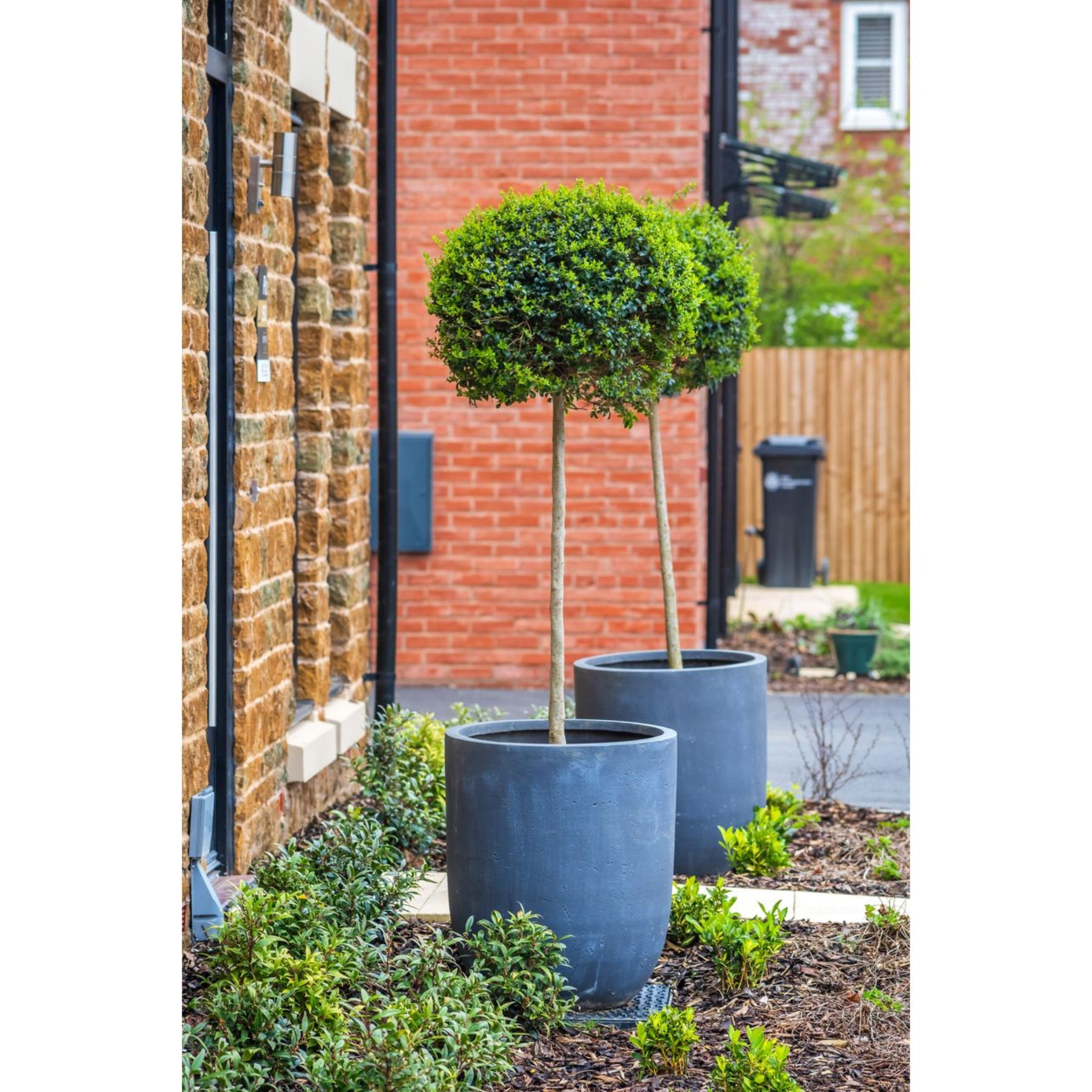 Boxwood topiary - Henderson Garden Supply