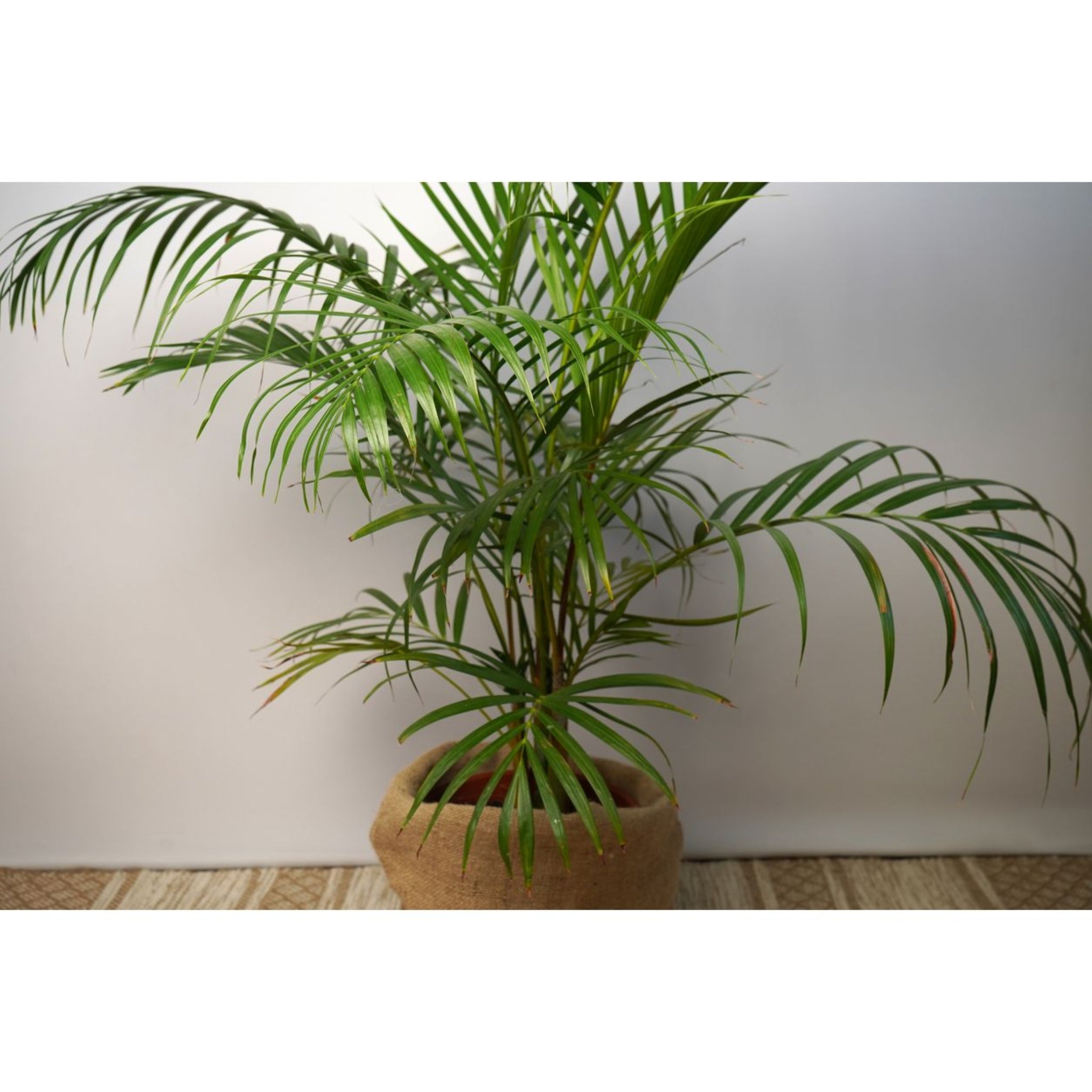 Potted palm plant with green leaves on a white wall background.  Henderson Garden Supply