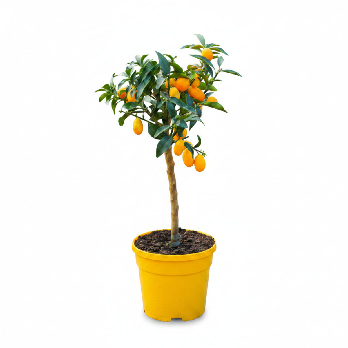 Nagami Kumquat Tree – Sweet Peel & Tangy Citrus Fruit