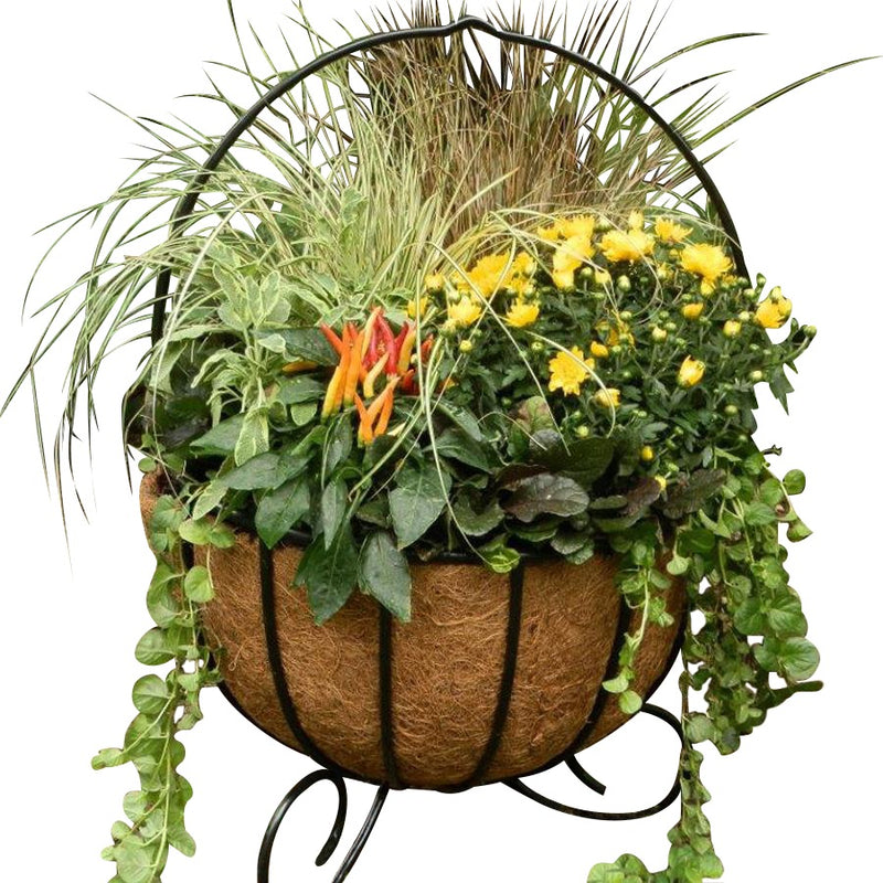 Cauldron Basket Planters With Coco Liners shown with Fall Flowers- Henderson Garden Supply