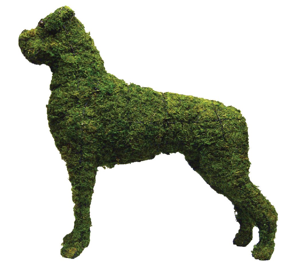 Boxer Rust Free Steel Topiary Filled with Green Dyed Sphagnum Moss - Henderson Garden Supply